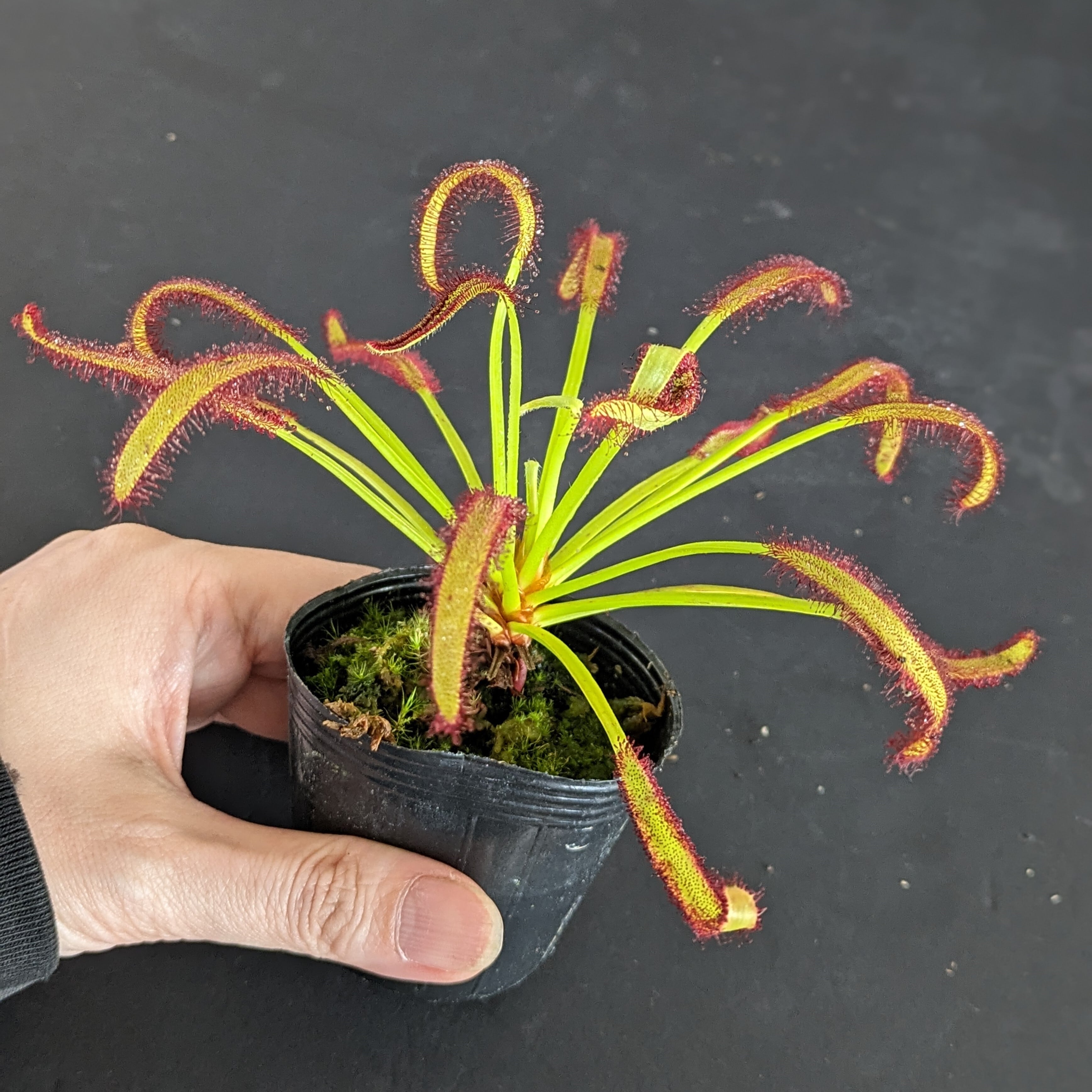 ドロセラ capensis （モウセンゴケ）【食虫植物】 苔テラリウム作製用