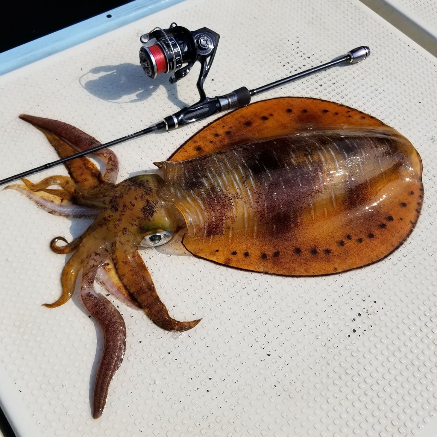 SPEAKY 2000S XGX | tailwalk online store