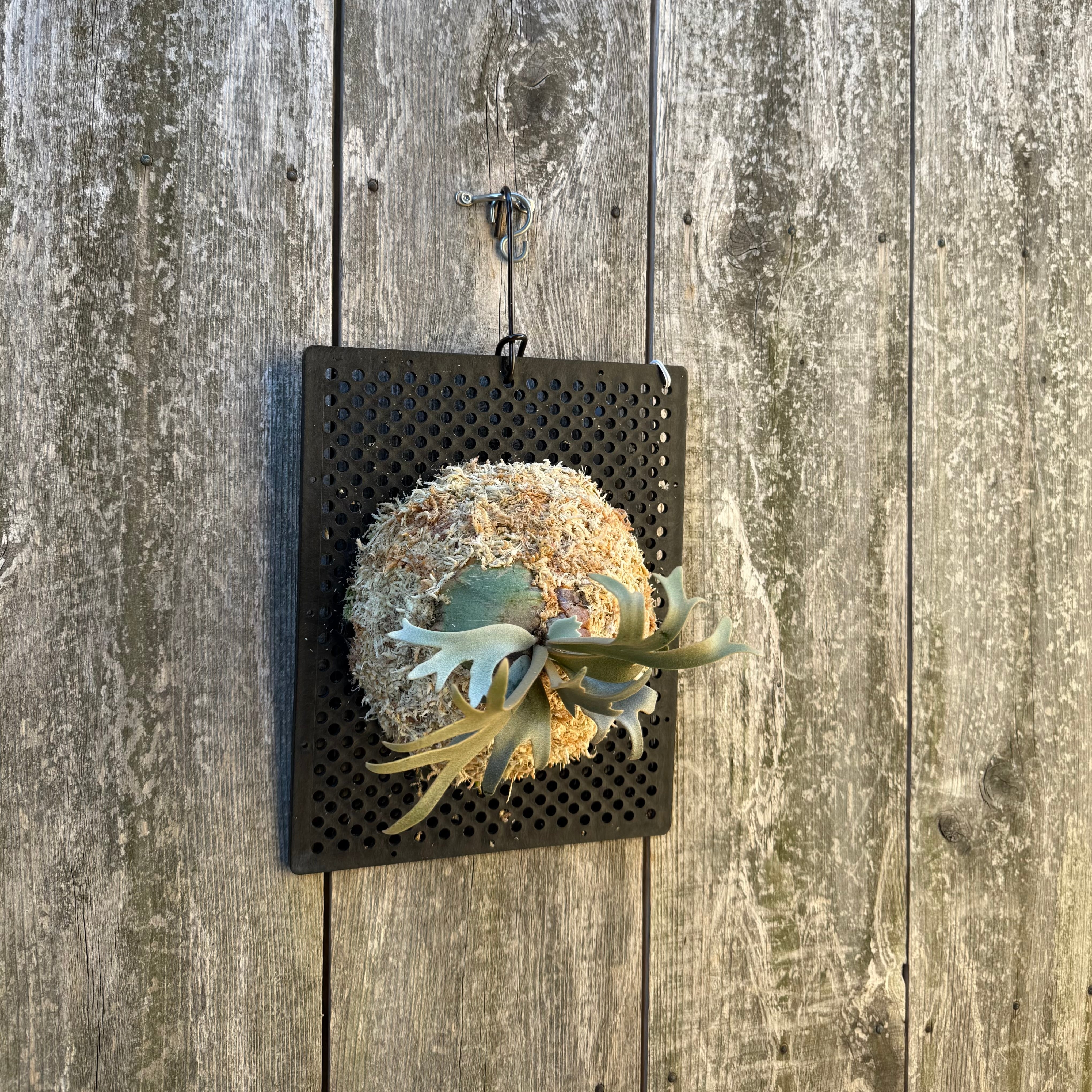 P. willinckii watchara sporelings dwarf (pup) | naturefix