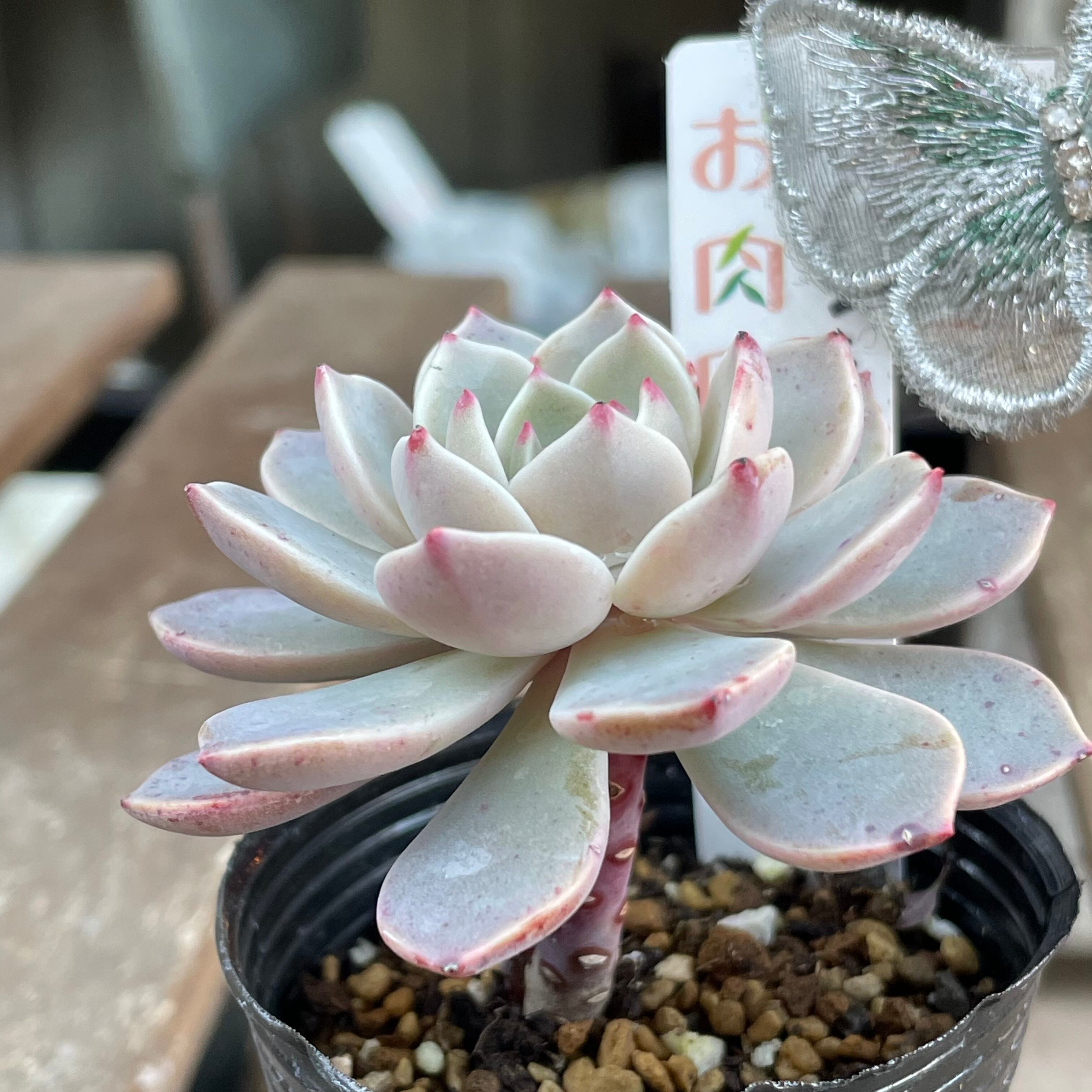 丸葉ホワイトチェリー 多肉植物 丸葉ホワイトチェリー 多肉植物