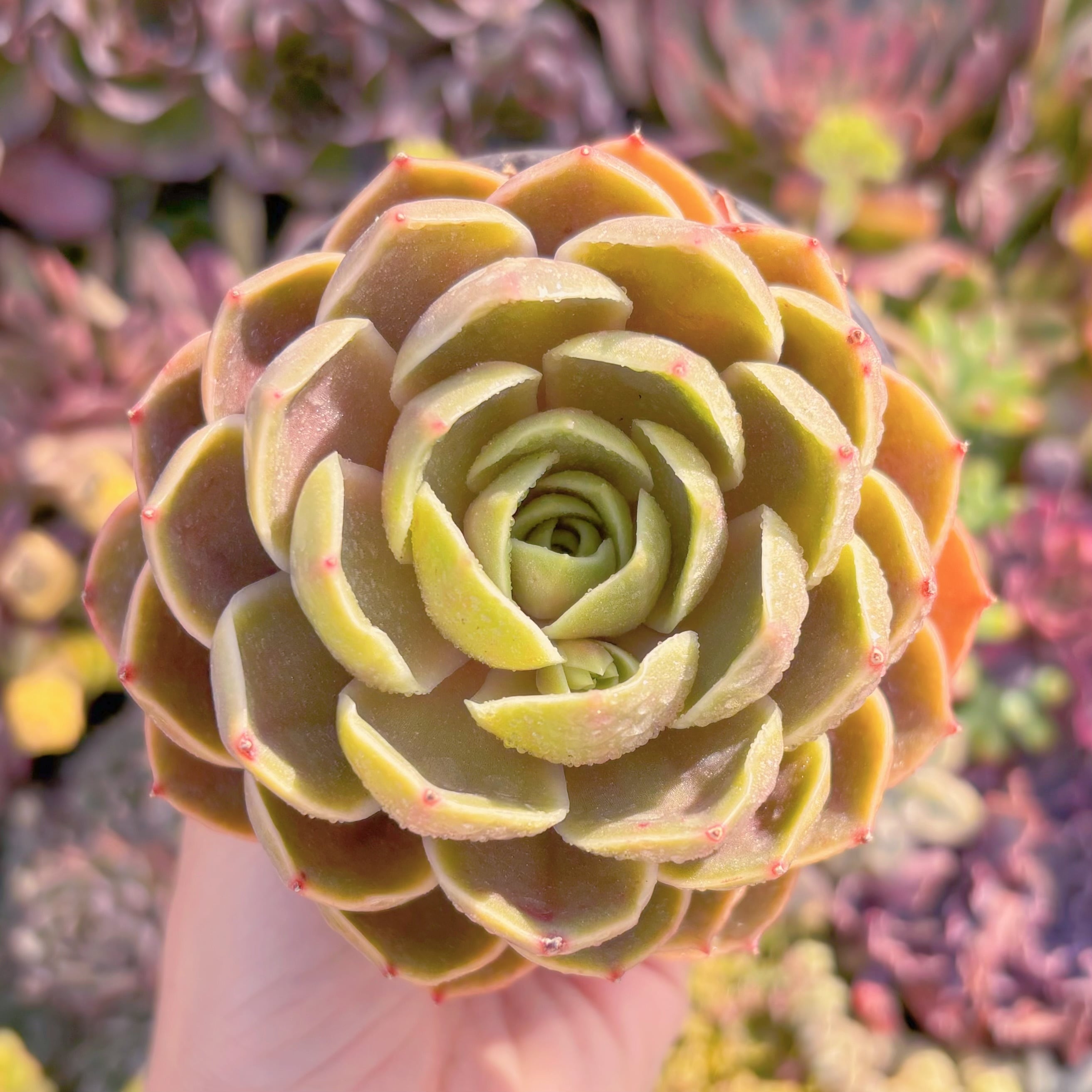 現品　ゴシックローズ#M198　大苗　るる農園