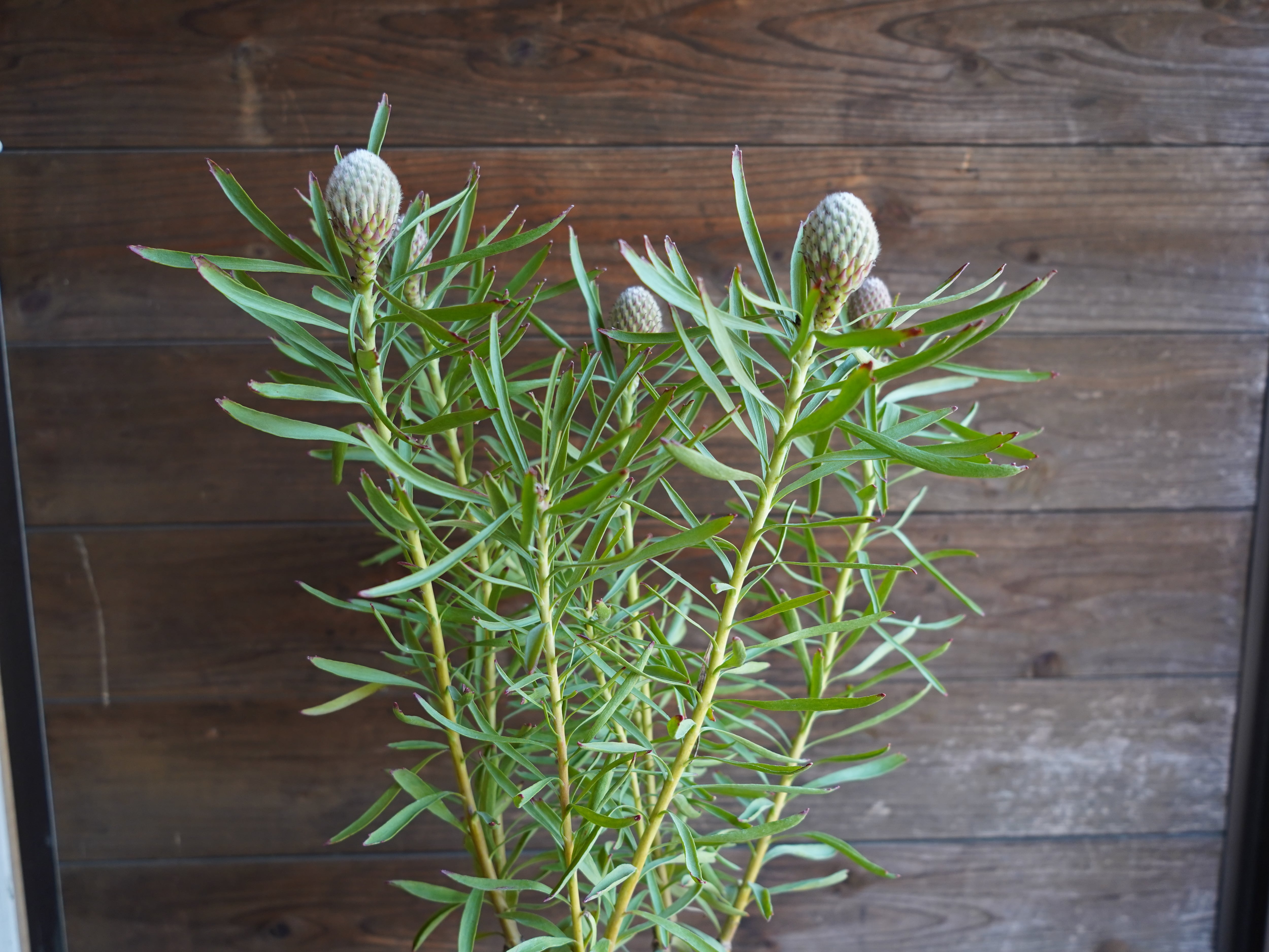 【現物】リューコスペルマム "リゴレット"