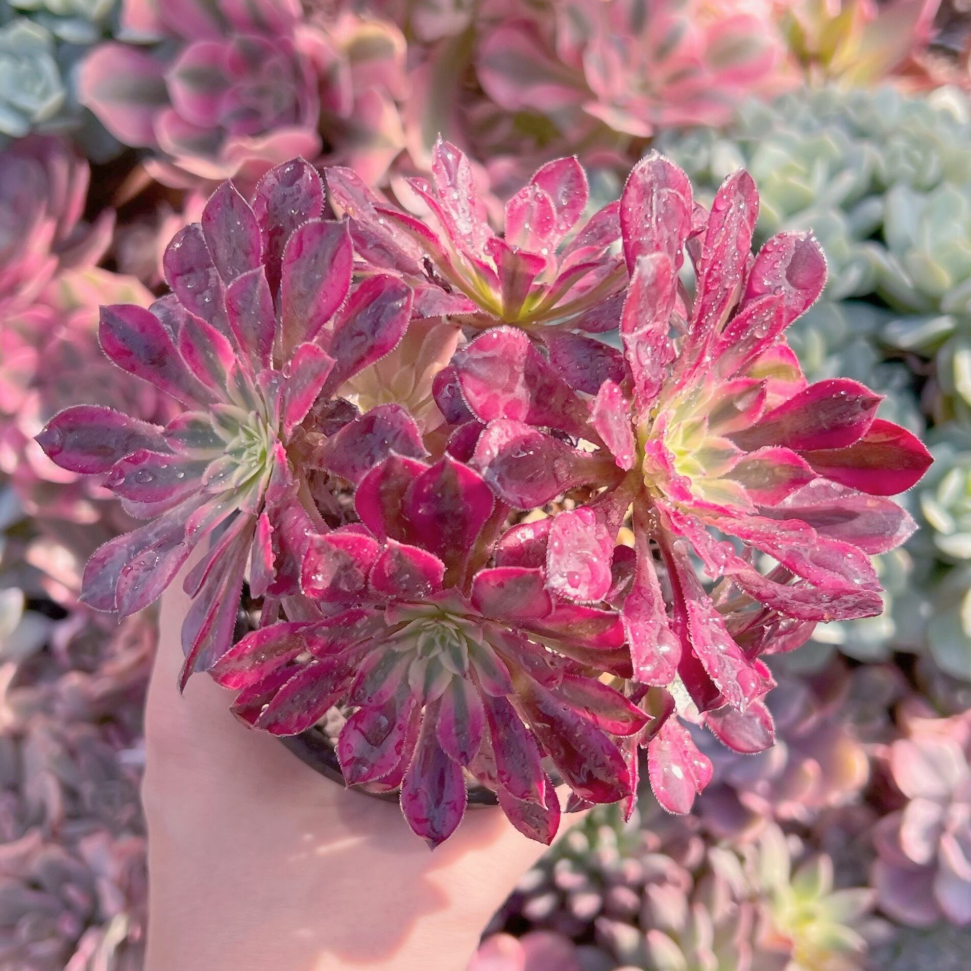 現品　ブラックチェリー#713   るる農園