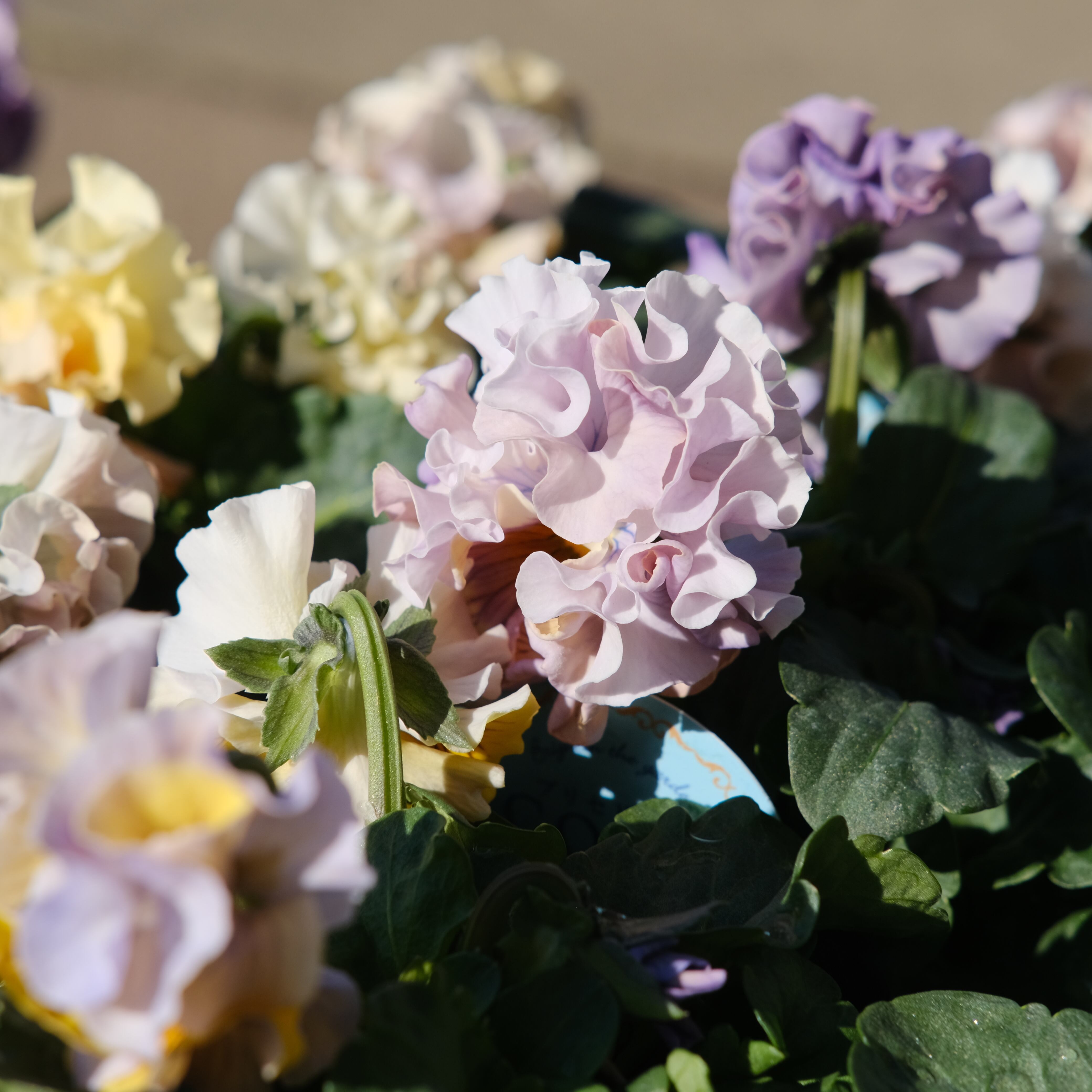 パンジー《 プリセドールCOCO ティアラ 》3苗セット | グリーン