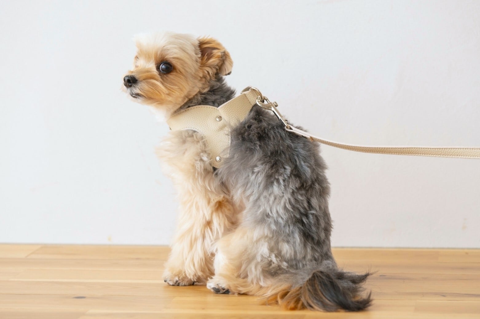 名前刻印サービス＞バックリボンハーネス ホワイト | Milla Noue ミラヌー