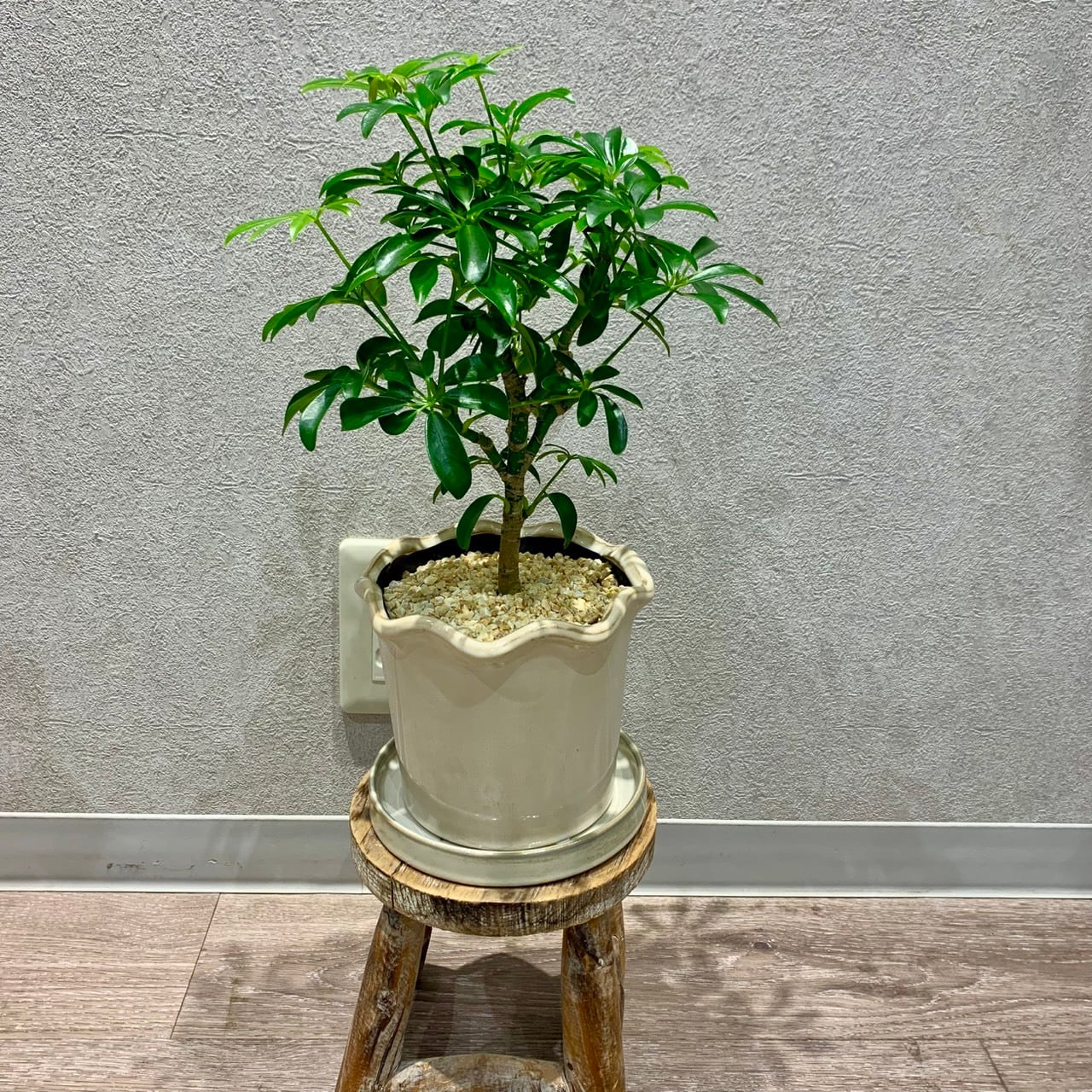 一点もの【シェフレラ・コンパクタ】|観葉植物|シェフレラ|コンパクタ|カポック|初心者おすすめ|ギフトにおすすめ|開店御祝