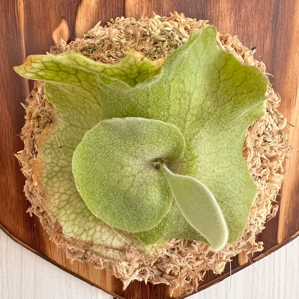 ビカクシダ ウィリンキー 板付 【観葉植物 室内 コウモリラン