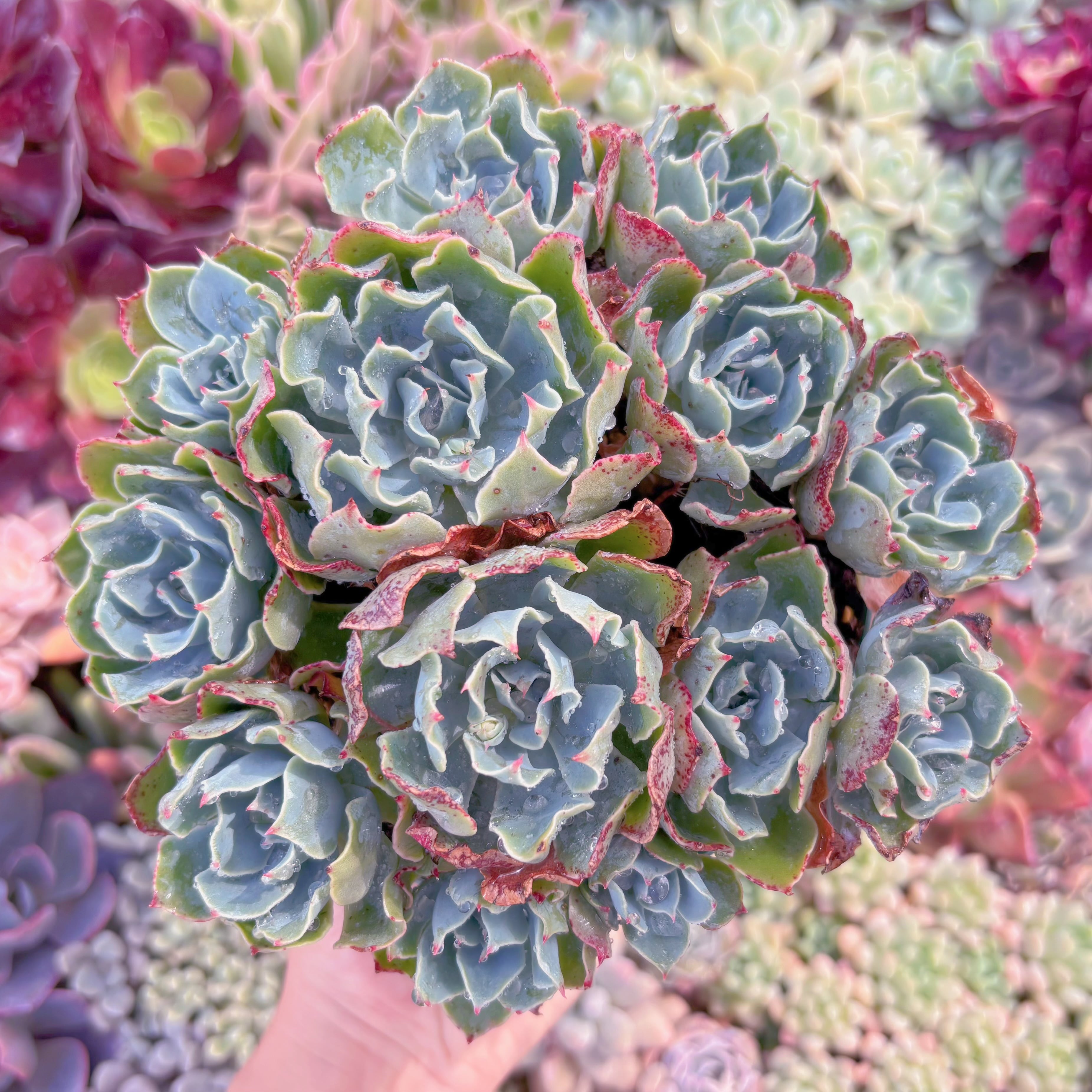 現品　Tsunami#668　新入荷　特大群生    るる農園