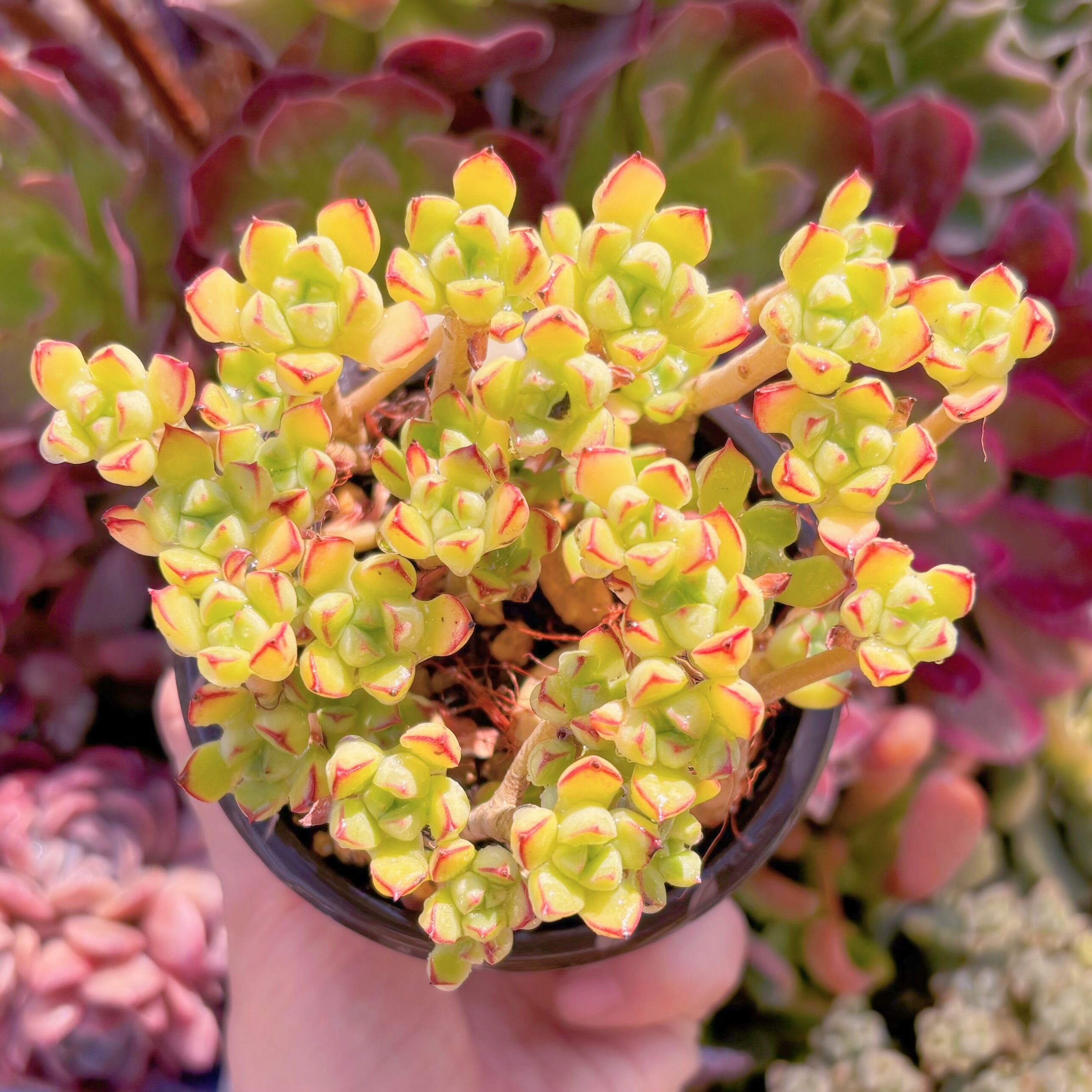 現品　Supia#067　るる農園