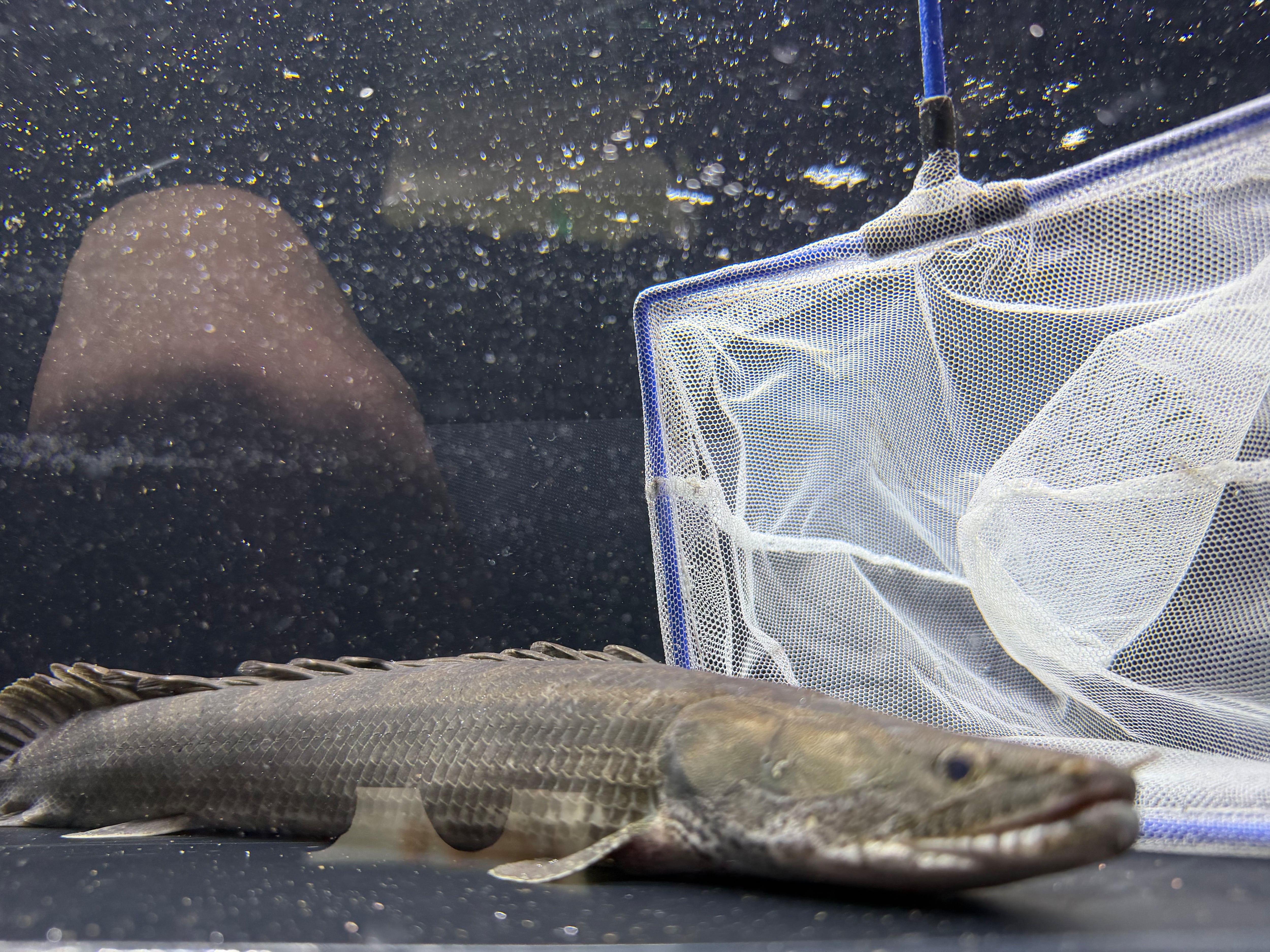 ALL ITEM | アフリカ熱帯魚専門店わいるどもん