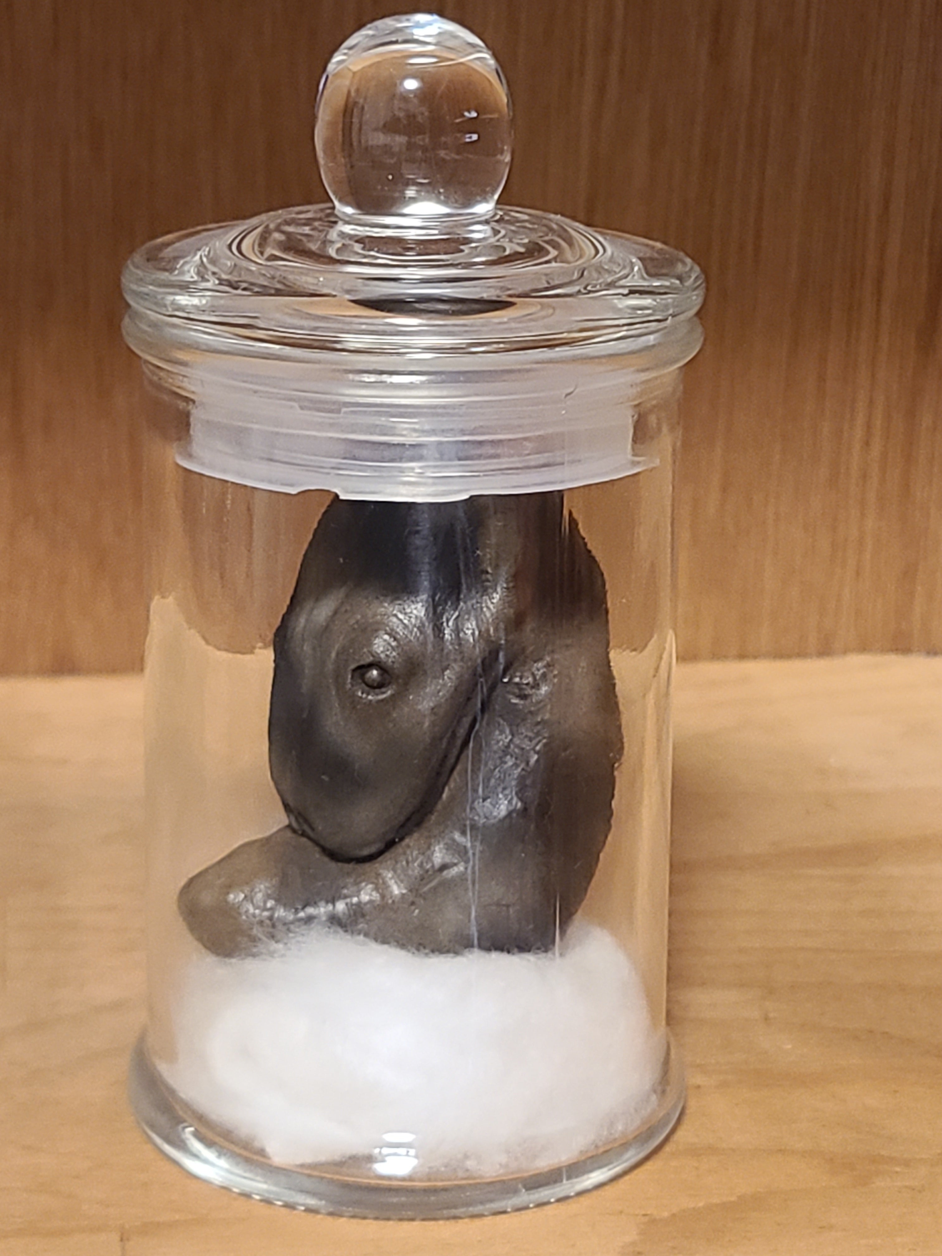 怪奇蟲 黒斑ガマズ 交配種 怪奇標本 品種認定証014 | Pay ID