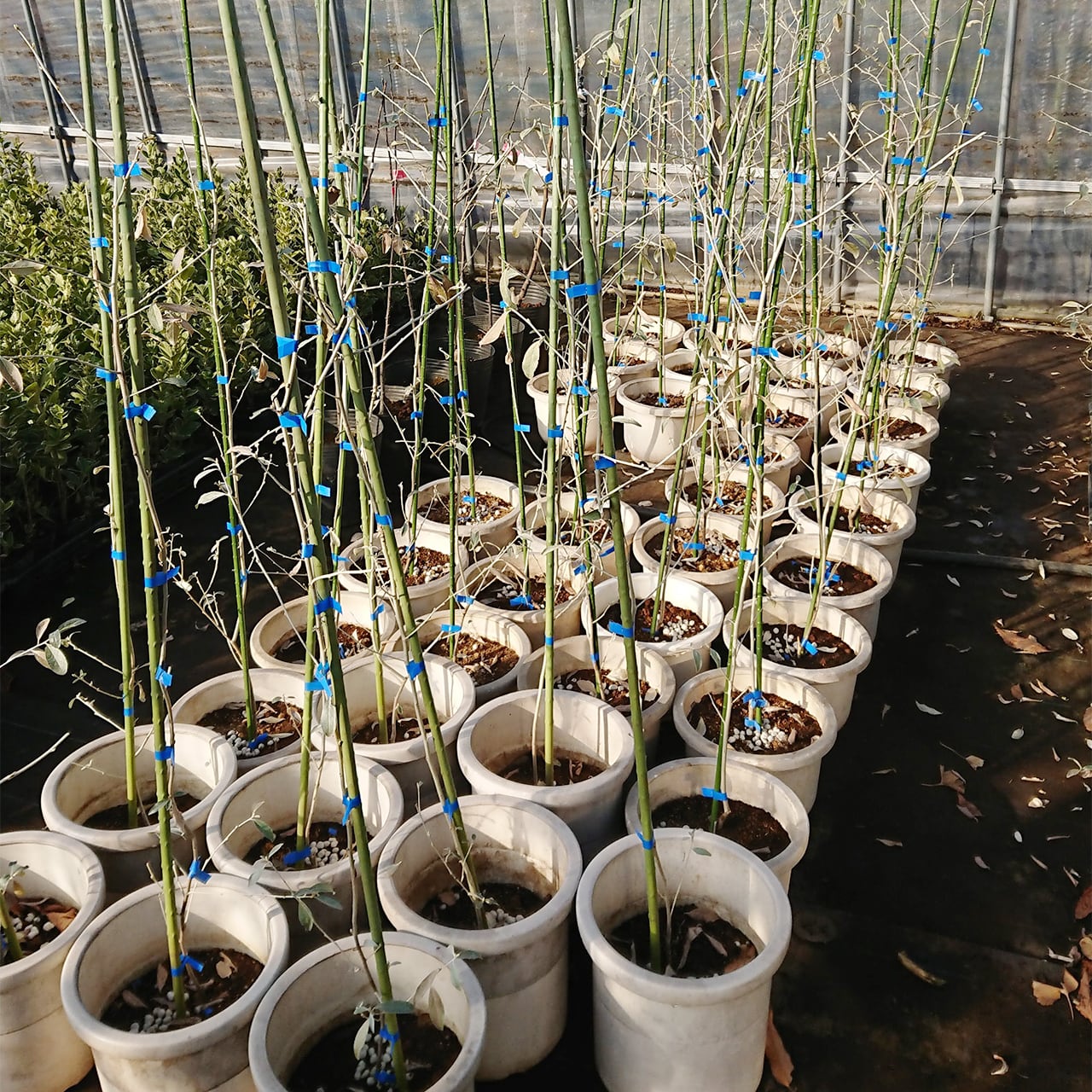 ロシアンオリーブ［ホソバグミ］（13.5㎝ポット）