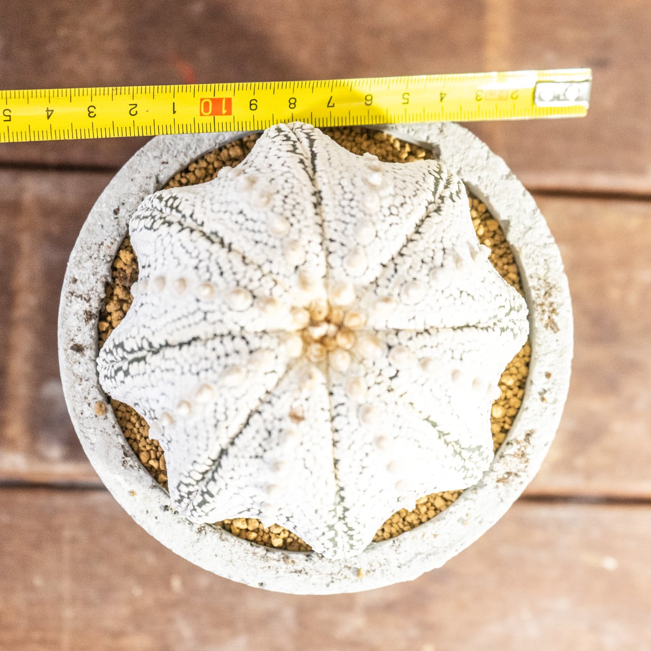 【厳選株】最大幅11cmの特大スーパー兜｜手作りモルタル鉢に映える、白く美しい星点が詰まった至極のサボテンです｜虫発生抑制