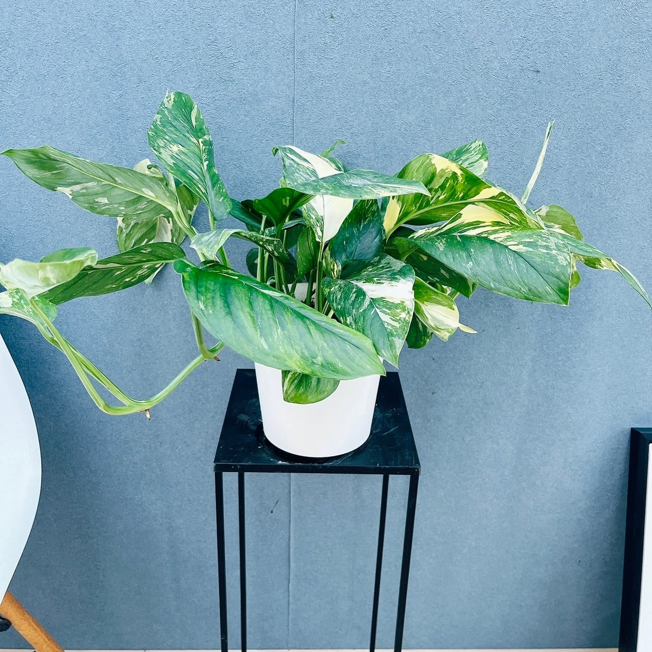 現品］12番 フィカス ウンベラータ 観葉植物 室内 大型 ゴムの木 人気