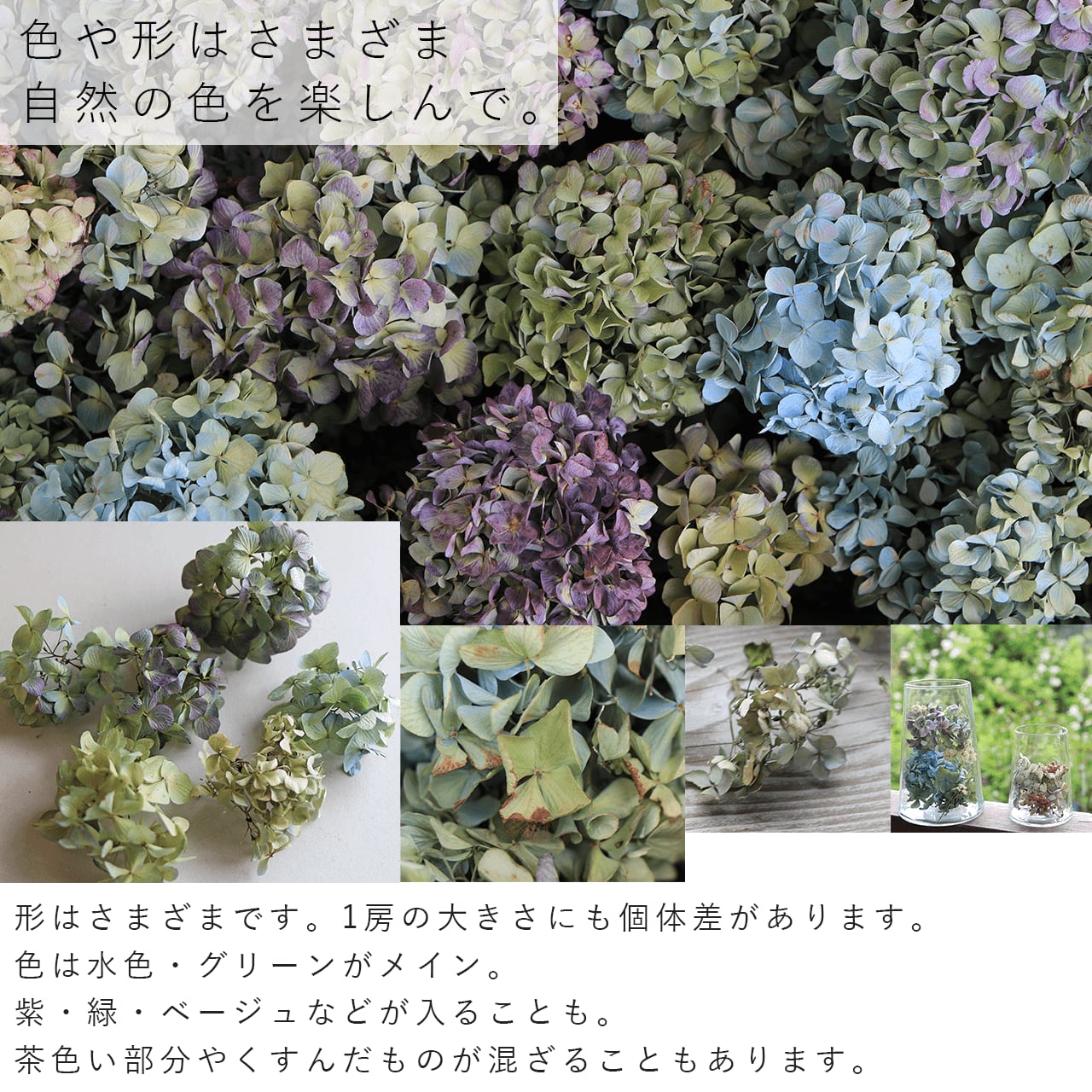 紫陽花ドライフラワー Z  90サイズ 2箱 大量！ 秋色紫陽花 北海道産