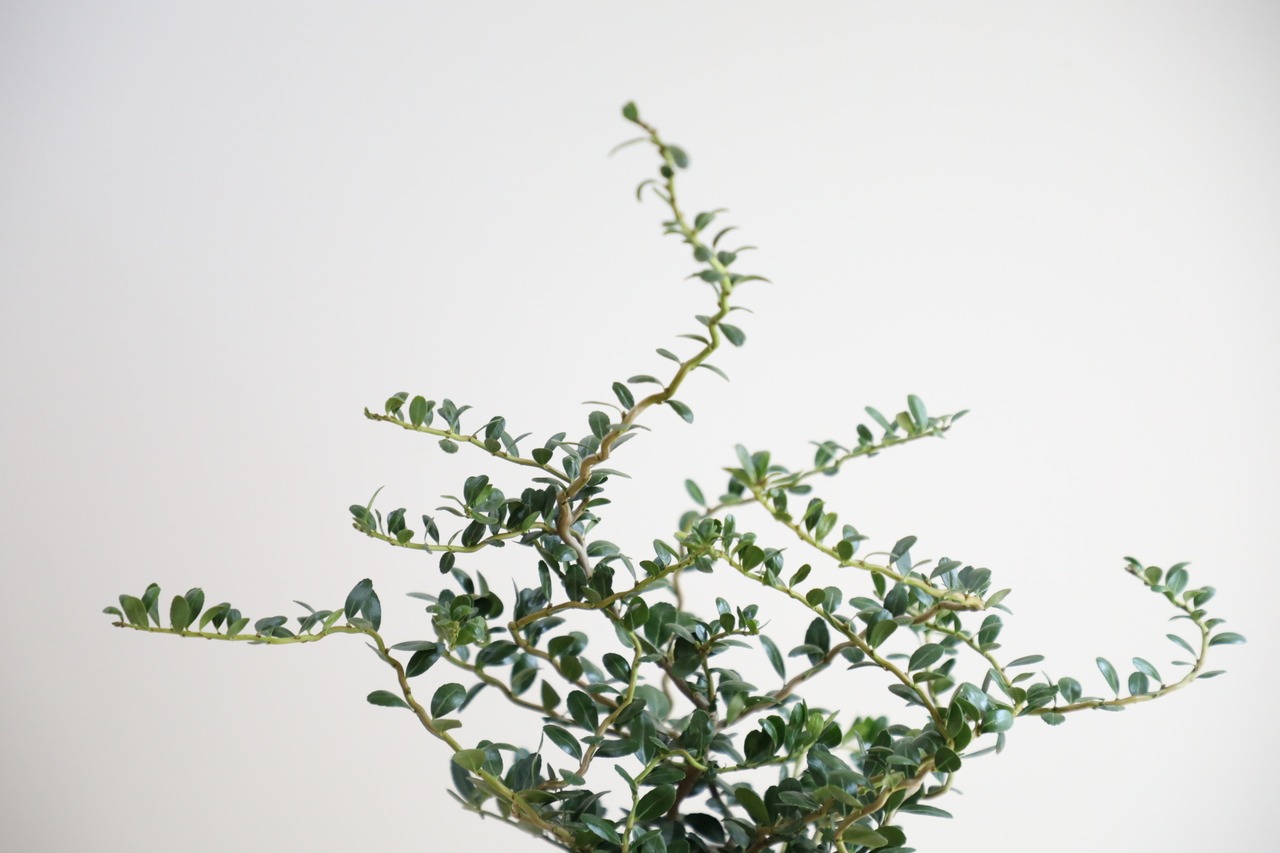 【M】雲竜ツゲ/Ilex crenata ※陶器鉢カバー付き