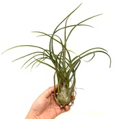 チランジア マリドフィタス(カプトメドーサ×ブルボーサ)【140】