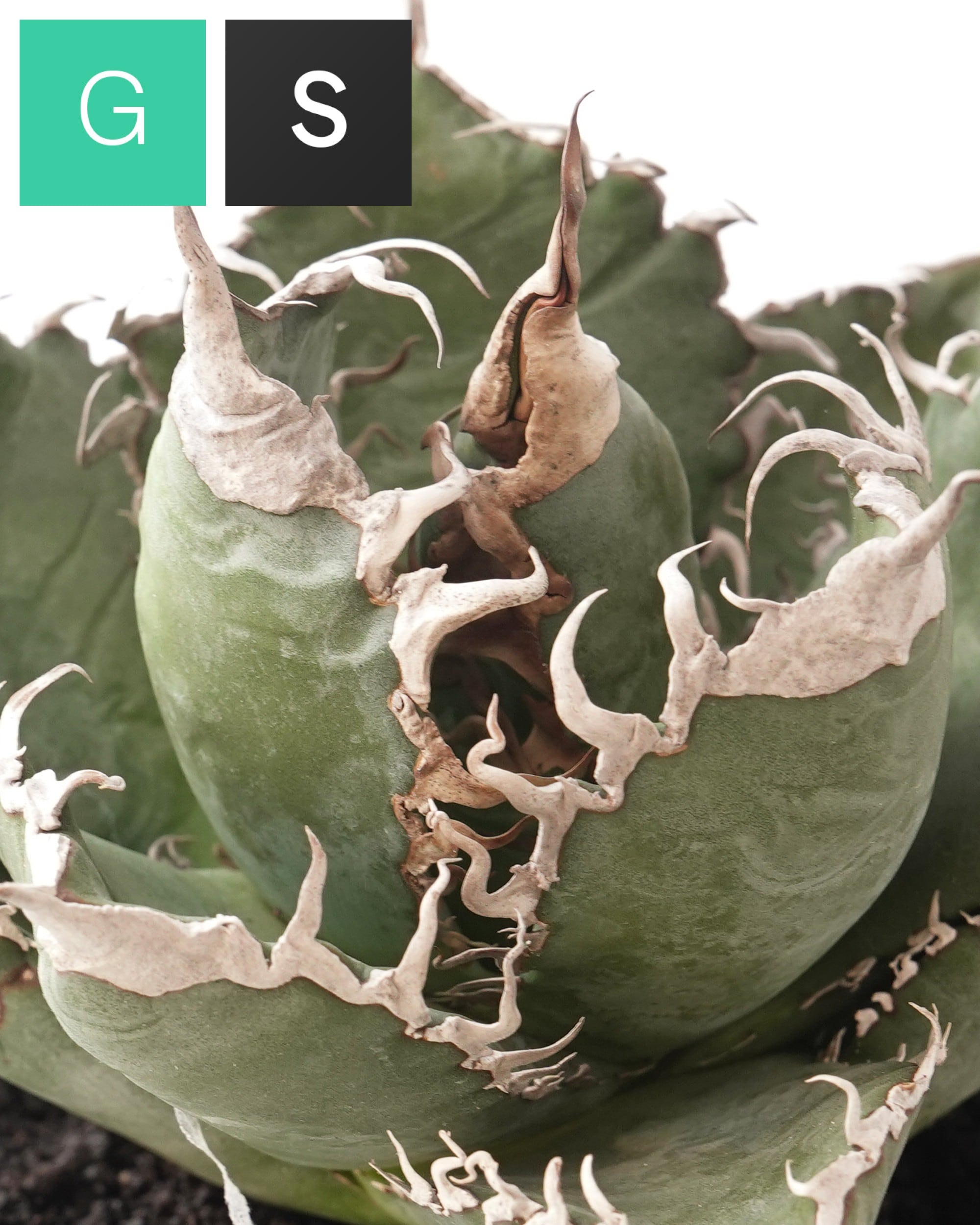 モト　アガベアロエセット アロエ・アガベ | PUKUBOOK SUCCULENTS