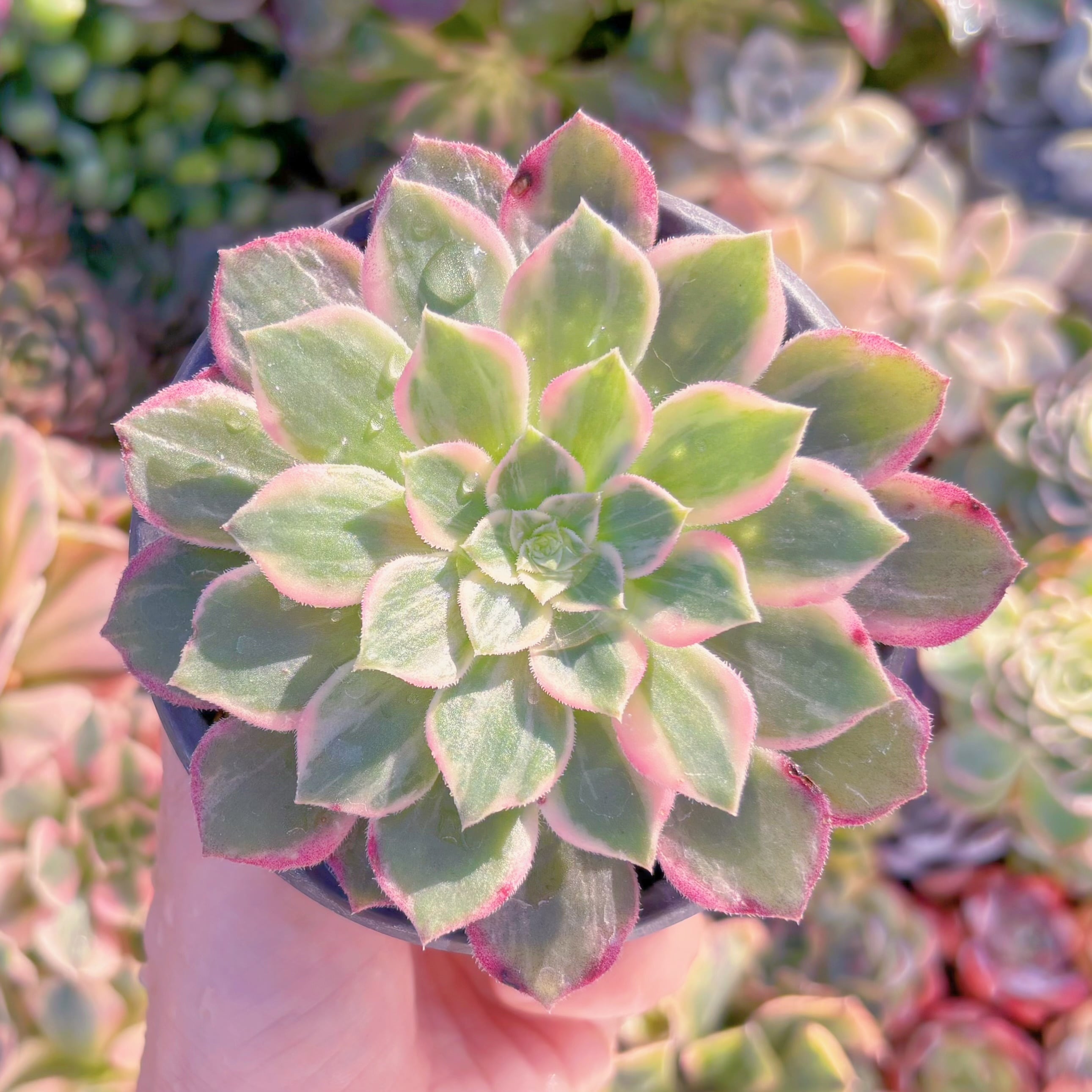 現品　新品種　万華鏡#M042　新入荷　るる農園