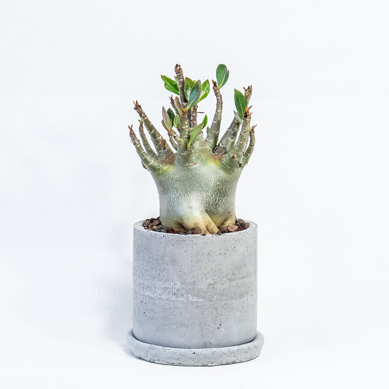 アデニウム　ずんぐり太幹が存在感◎　ざらっとモルタル鉢で引き締めたワイルドな一鉢