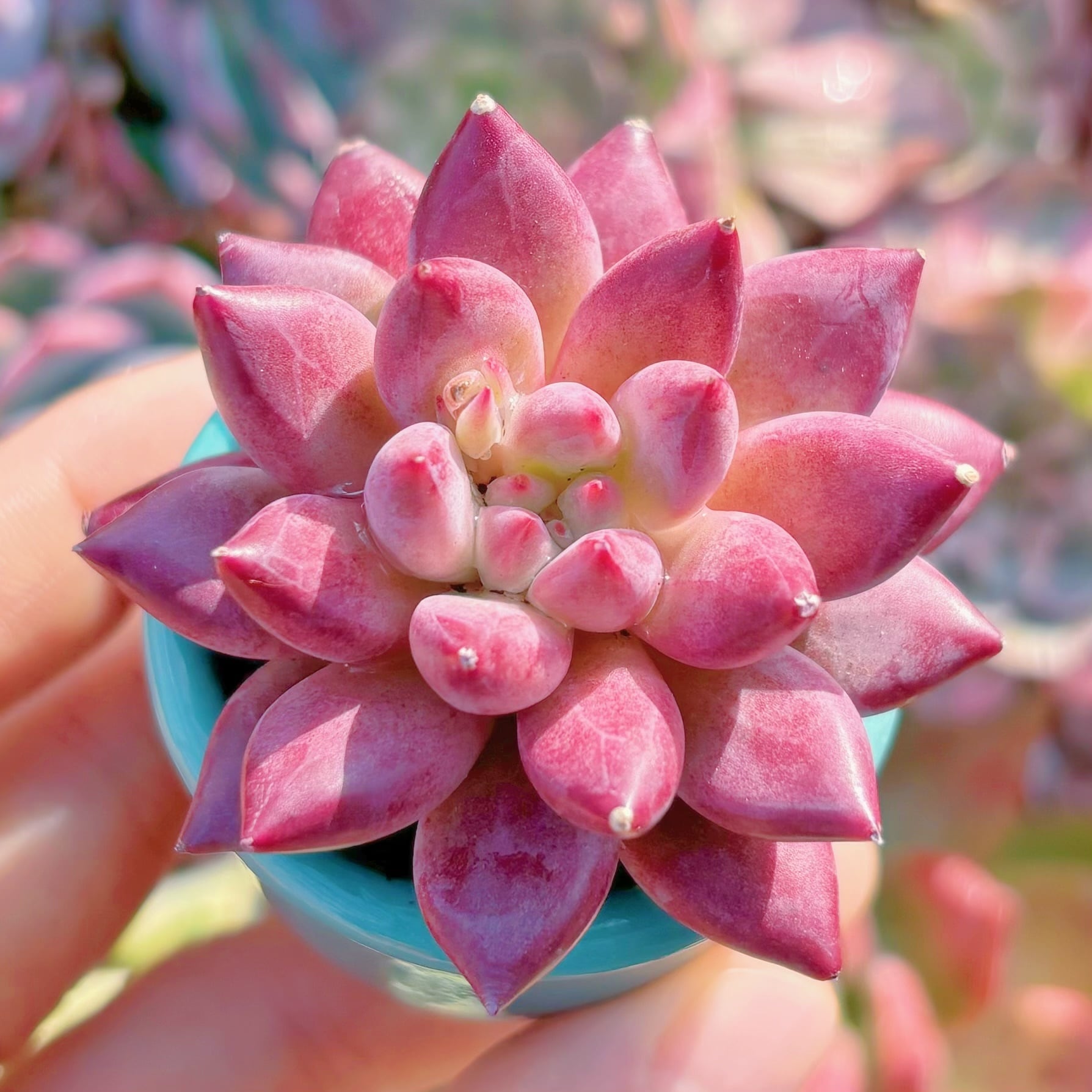 多肉植物　金魚姬　新入荷　るる農園