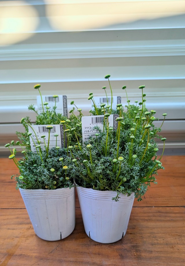 コツラ・バルバータ　3.5号ポット　1苗