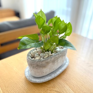 ポトス・グローバルグリーン