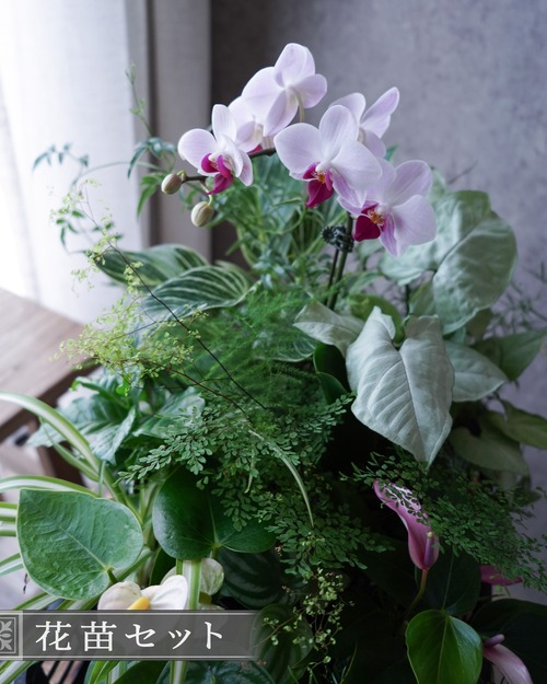 【苗セット】薄ピンクのミディ蘭とミニ丈アンスリウムの観葉植物苗セット