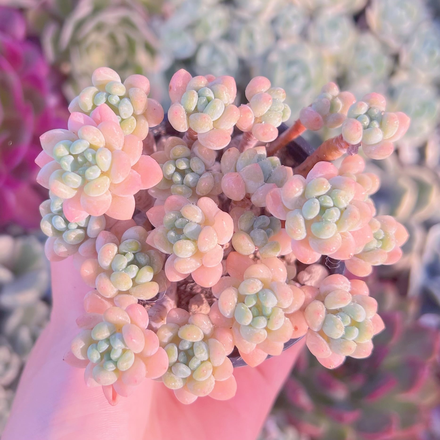 現品　ピンクロココ#225　るる農園