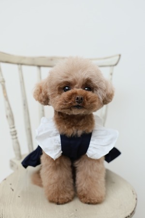 Classical Dress/ネイビー