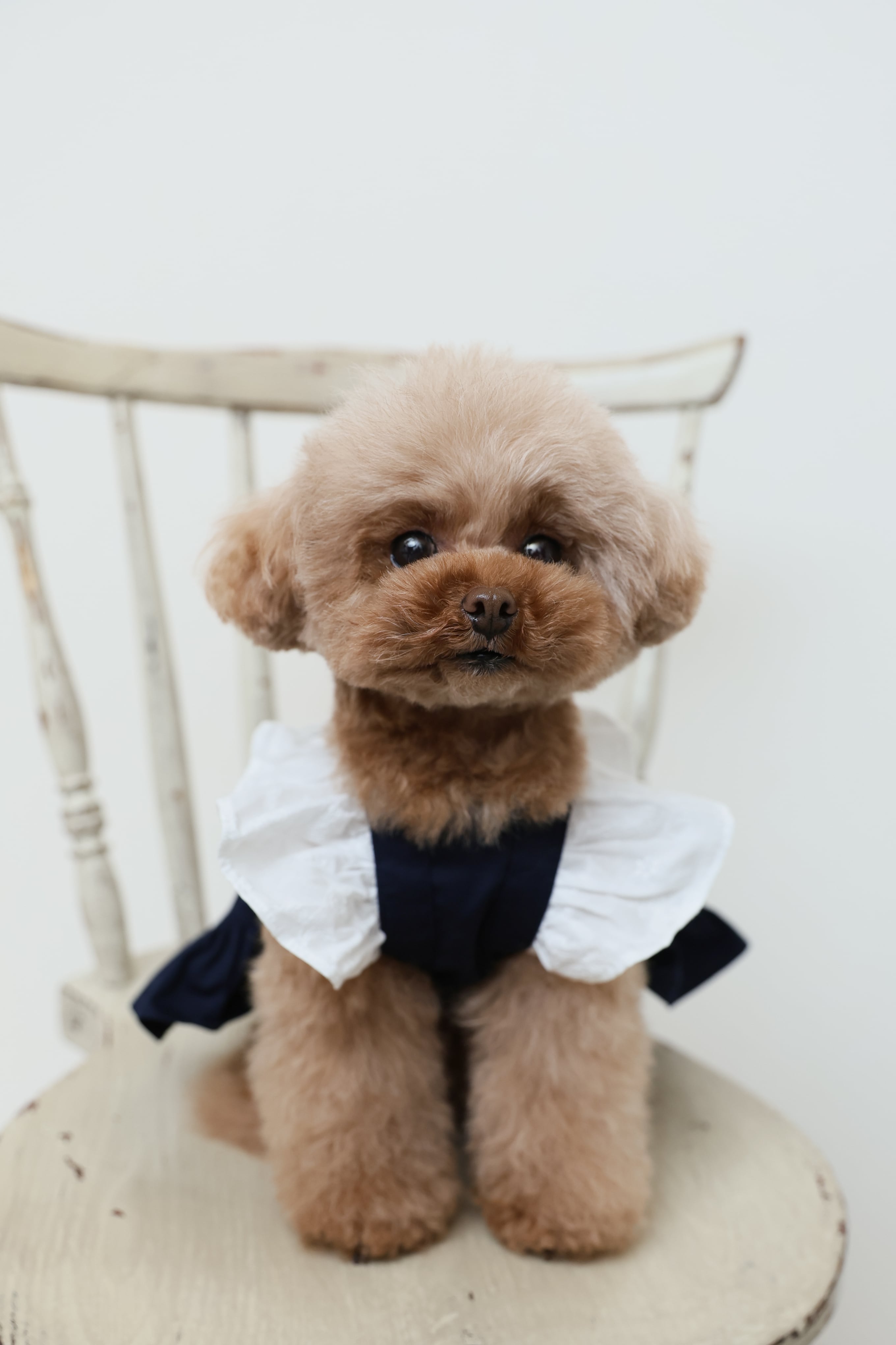 Classical Dress/ネイビー