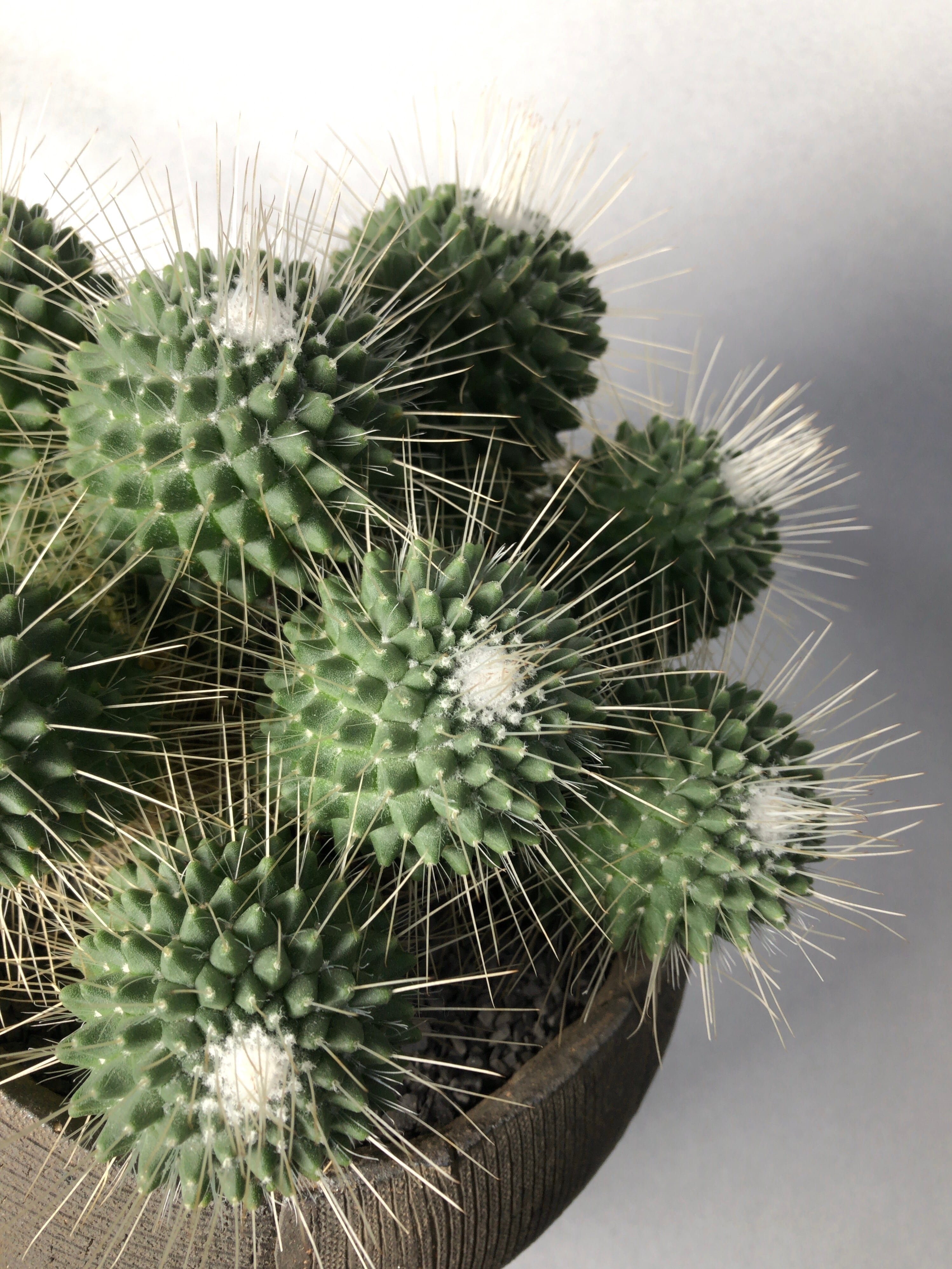 マミラリア・ピコ群生 | trigger