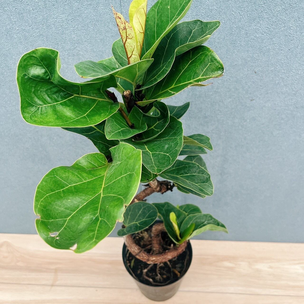 現品］R フィカス リラータ バンビーノ 曲がり 6号 観葉植物 室内