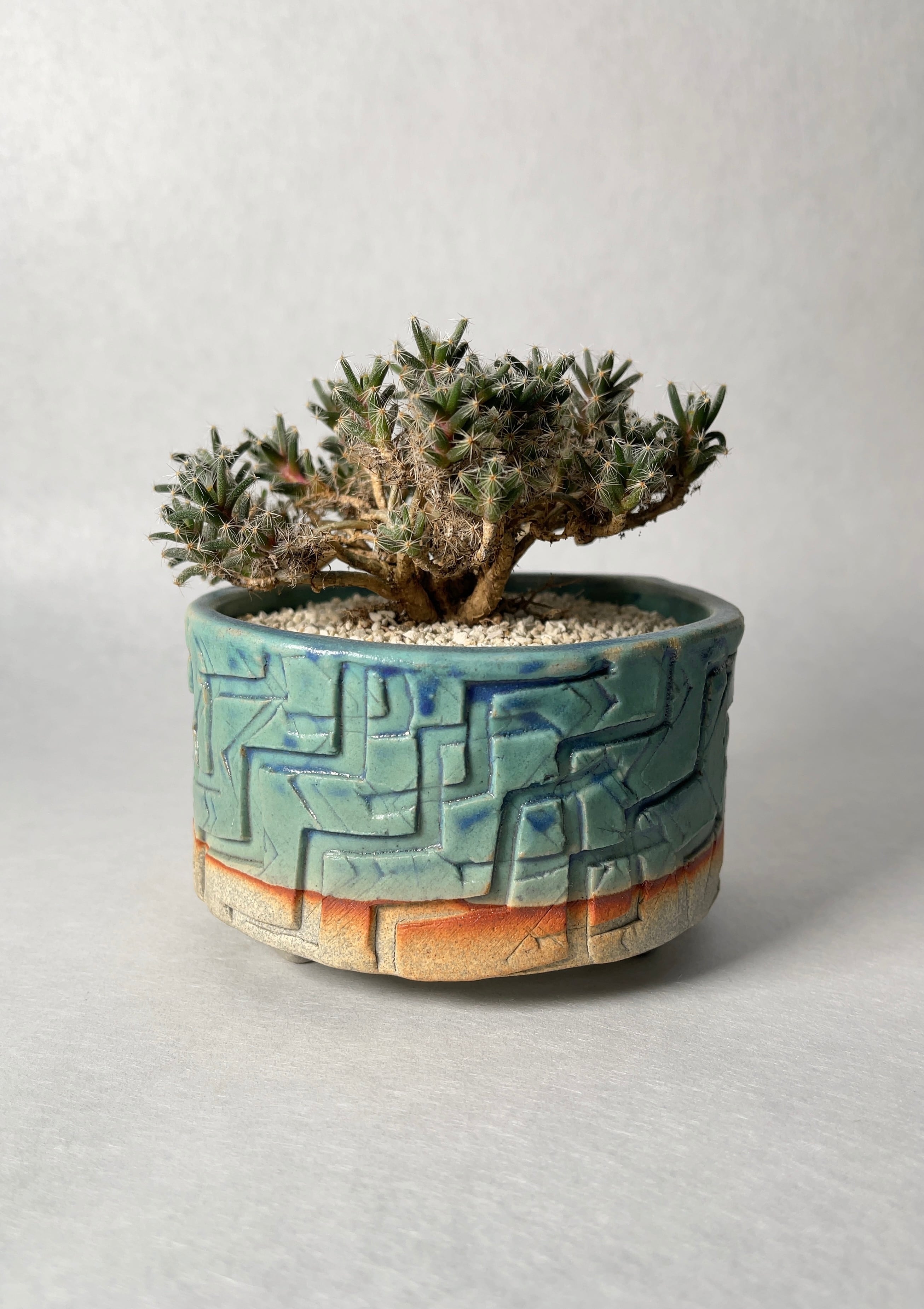 トリコディアデマ・紫晃星 | trigger