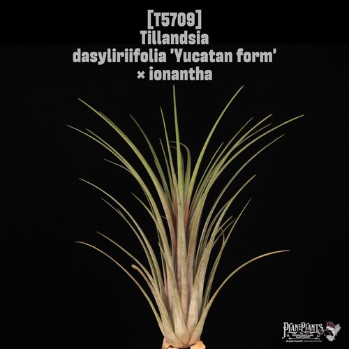 【送料無料】dasyliriifolia 'Yucatan form' × ionantha〔エアプランツ〕現品発送T5709