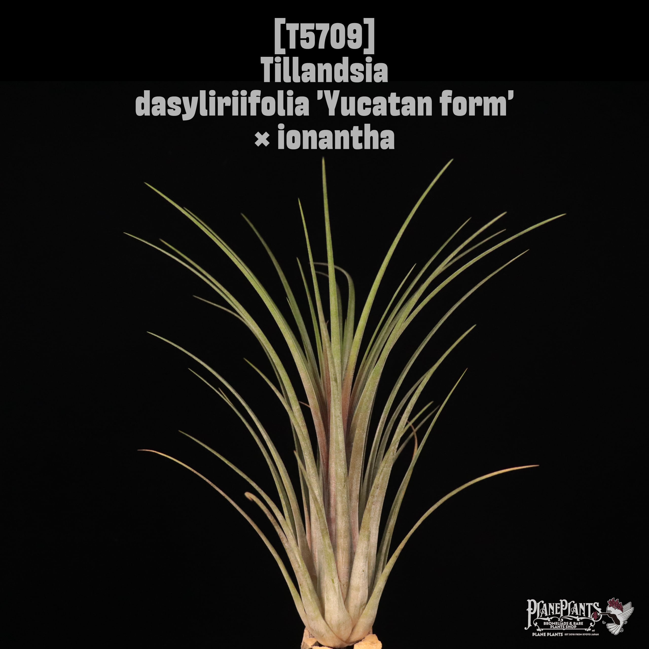 【送料無料】dasyliriifolia 'Yucatan form' × ionantha〔エアプランツ〕現品発送T5709