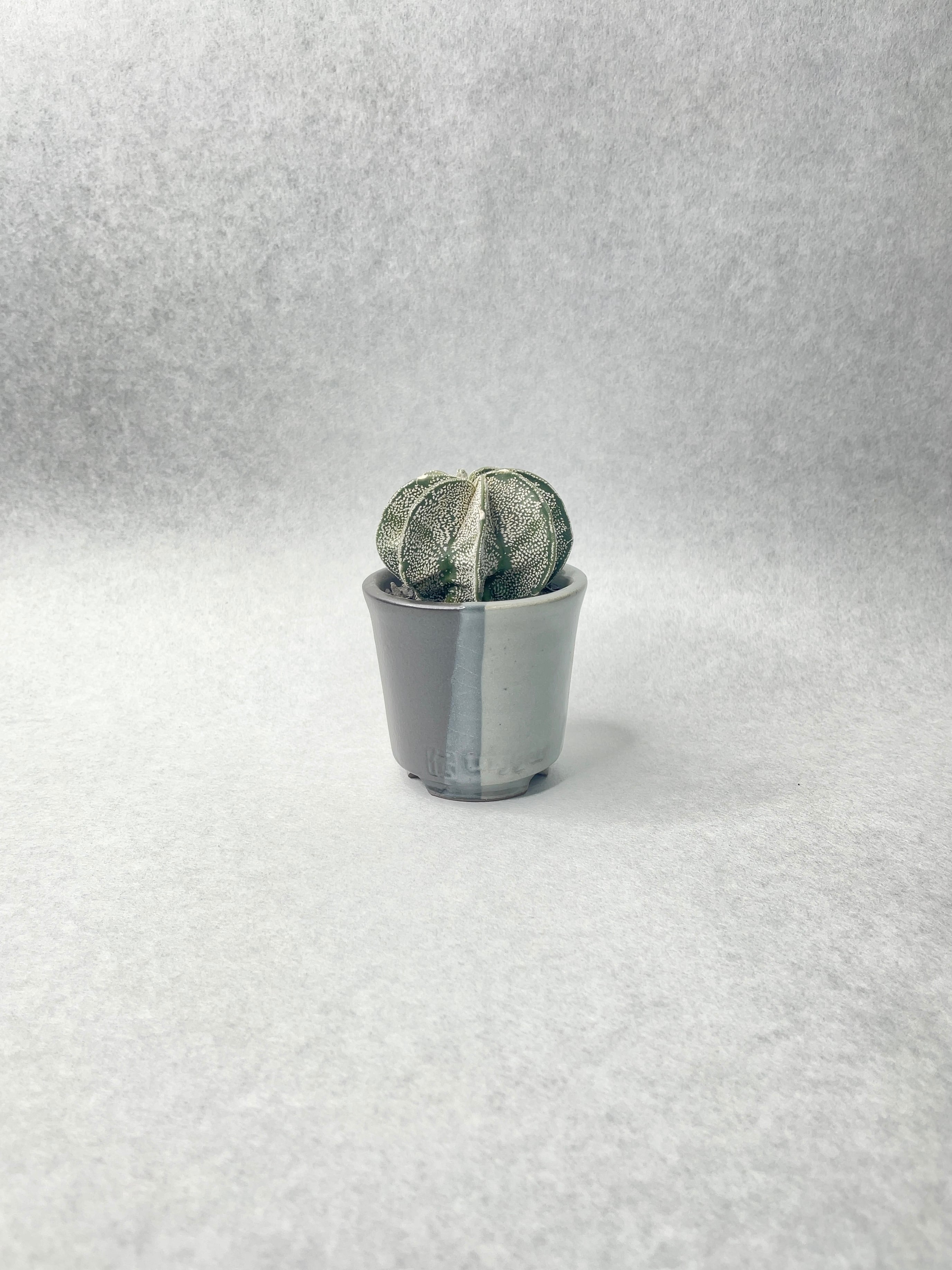 【美株】アストロフィツム白瑞鳳玉 国内実生 陶器鉢入 塊根植物 サボテン 白瑞鳳玉 実生 アストロフィツム サボテン 多肉植物 【公式通販】