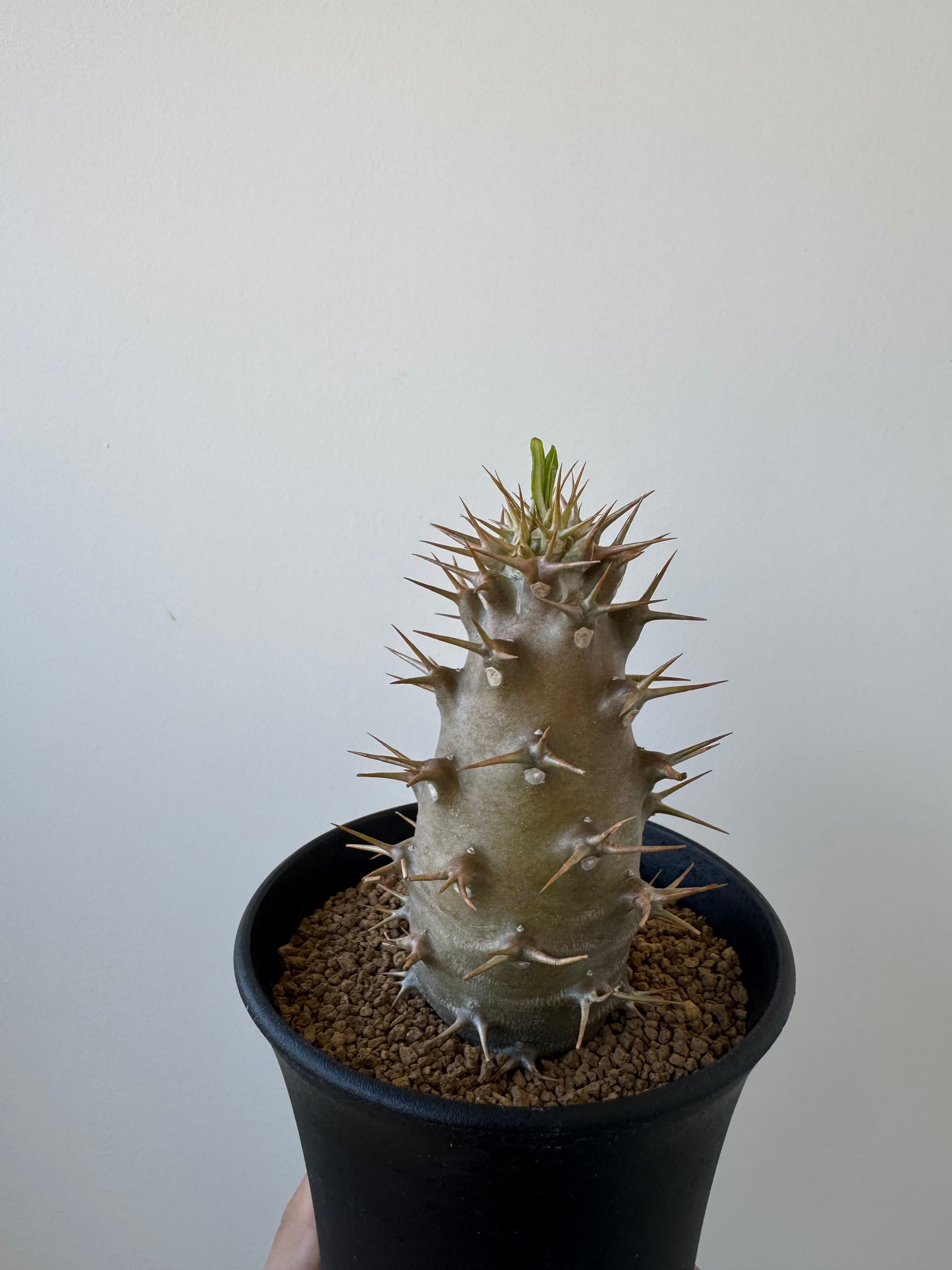 新着】Pachypodium ambongense【極太、棍棒のような激レア品種