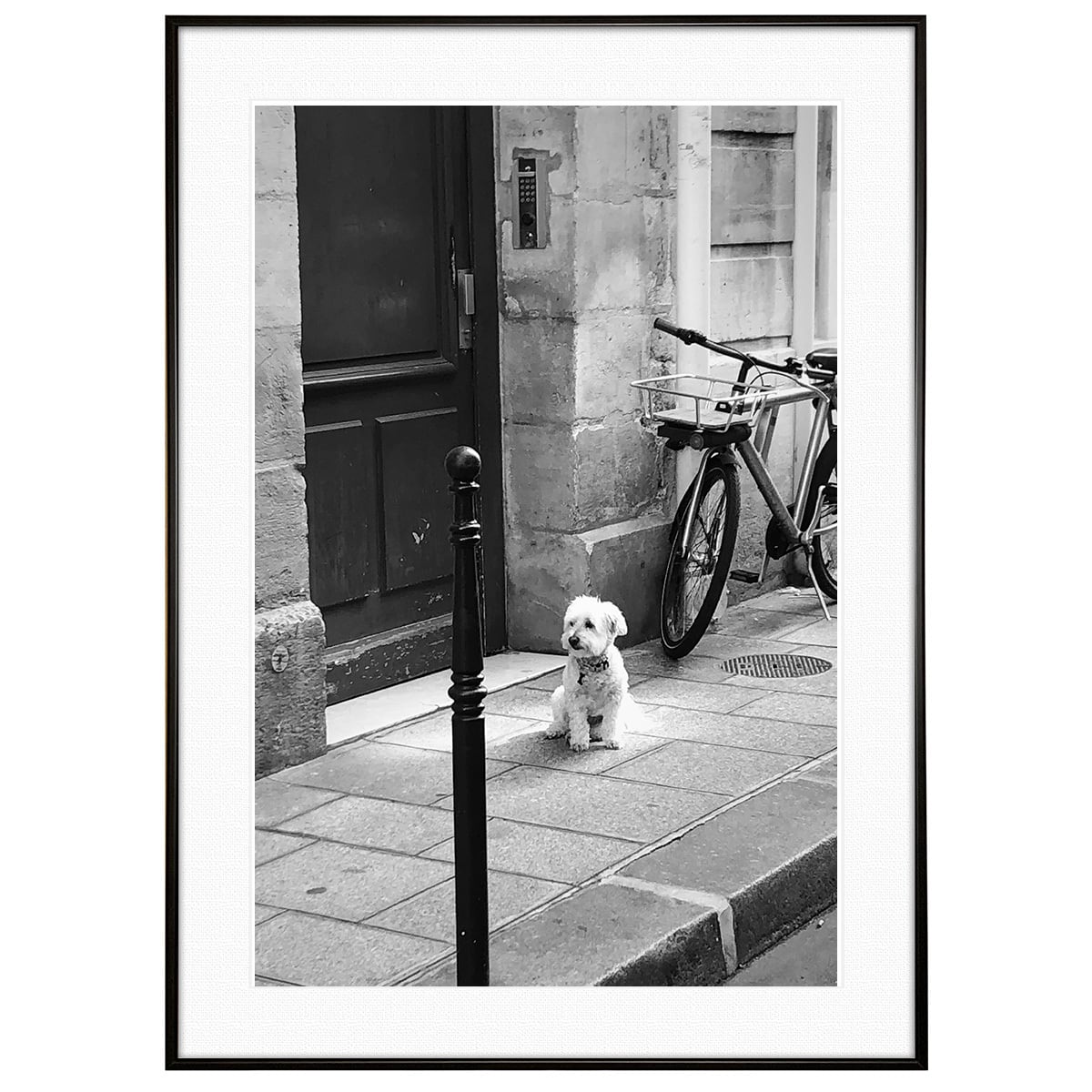 動物写真 犬 街中のマルチーズ モノクロアートポスター額装 AS4588
