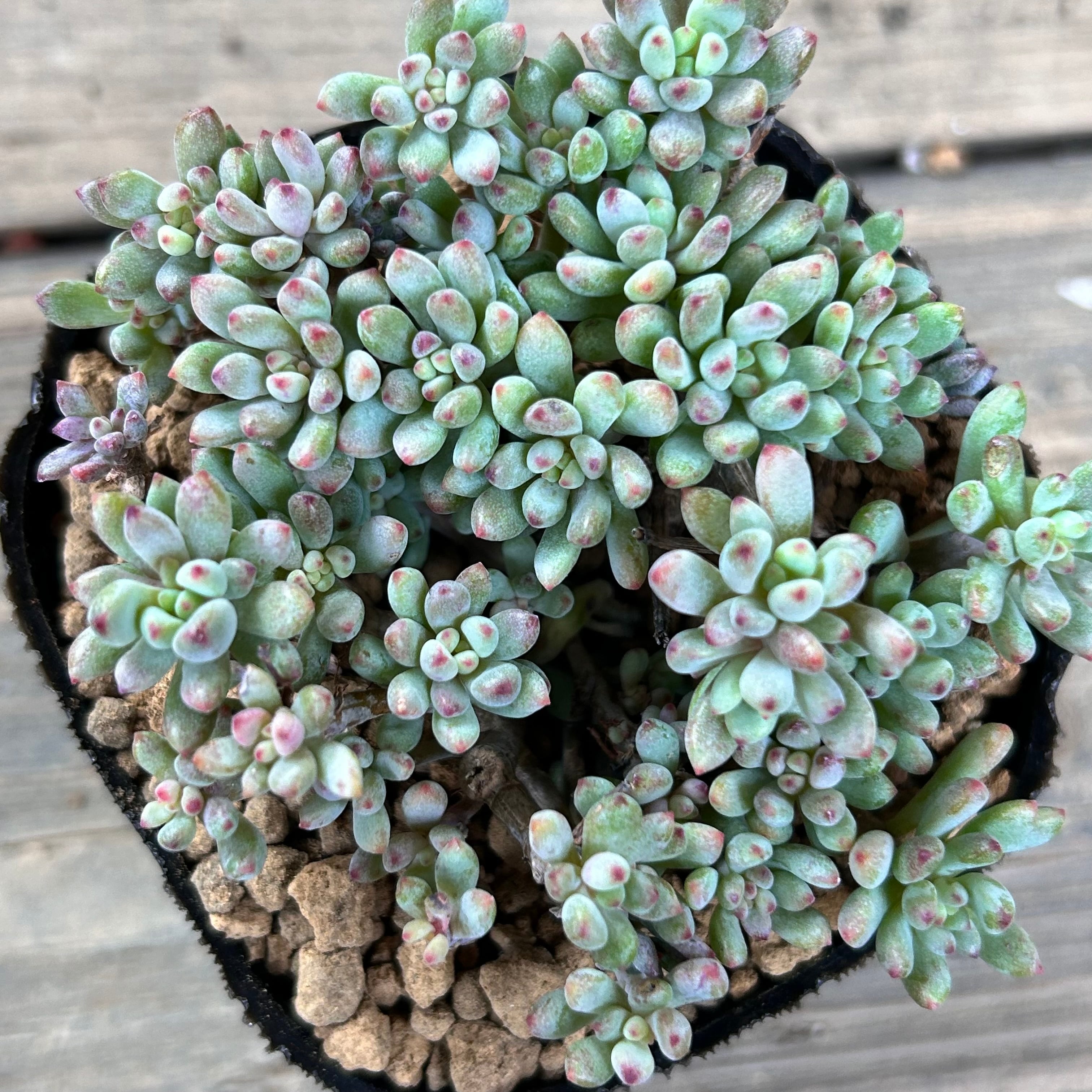 コミックトム | RuPo 多肉植物専門店