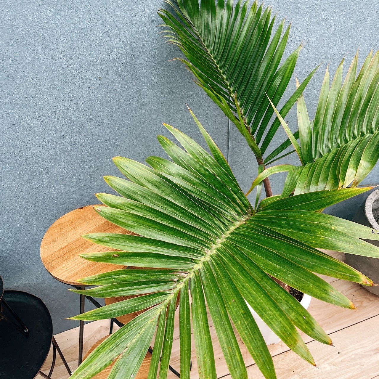 現品］F1 トックリヤシ 7号 観葉植物 室内 プラスチック鉢 南国風
