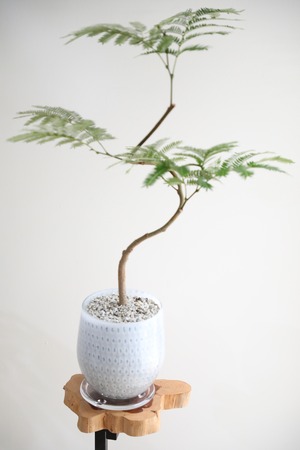 【M】エバーフレッシュ 曲げ木/Pithecellobium confertum ever fresh ※ガラス鉢付き