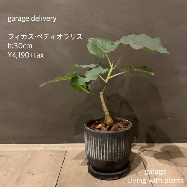 観葉植物 フィカス ペティオラリスset Garage Nagoya