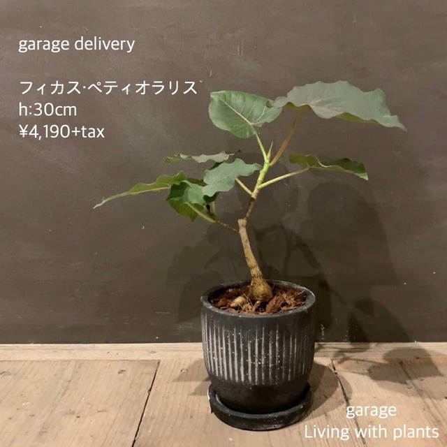 観葉植物 フィカス ペティオラリスset Garage Nagoya 観葉植物 フィカス ペティオラリスset Garage Nagoya