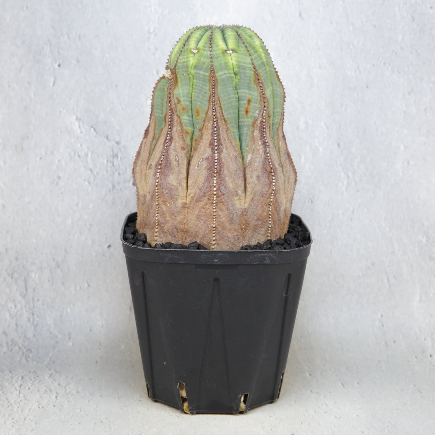 RETAKE【超厳選株】 メス株 超大株 8.1cm 木質化 美模様 捻じれ