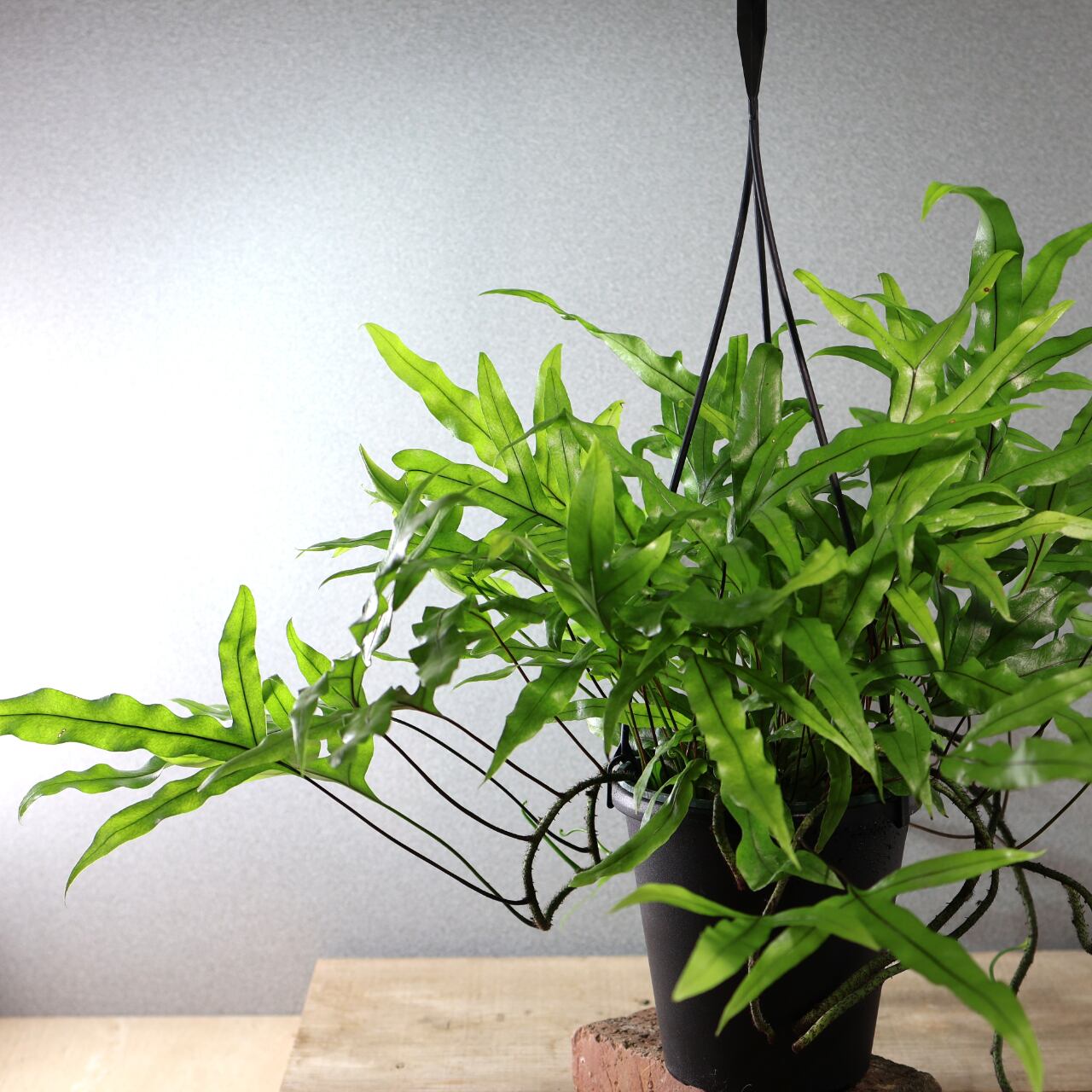 474 根茎が魅せる『カンガルーファーン』吊り鉢 観葉植物【送料無料