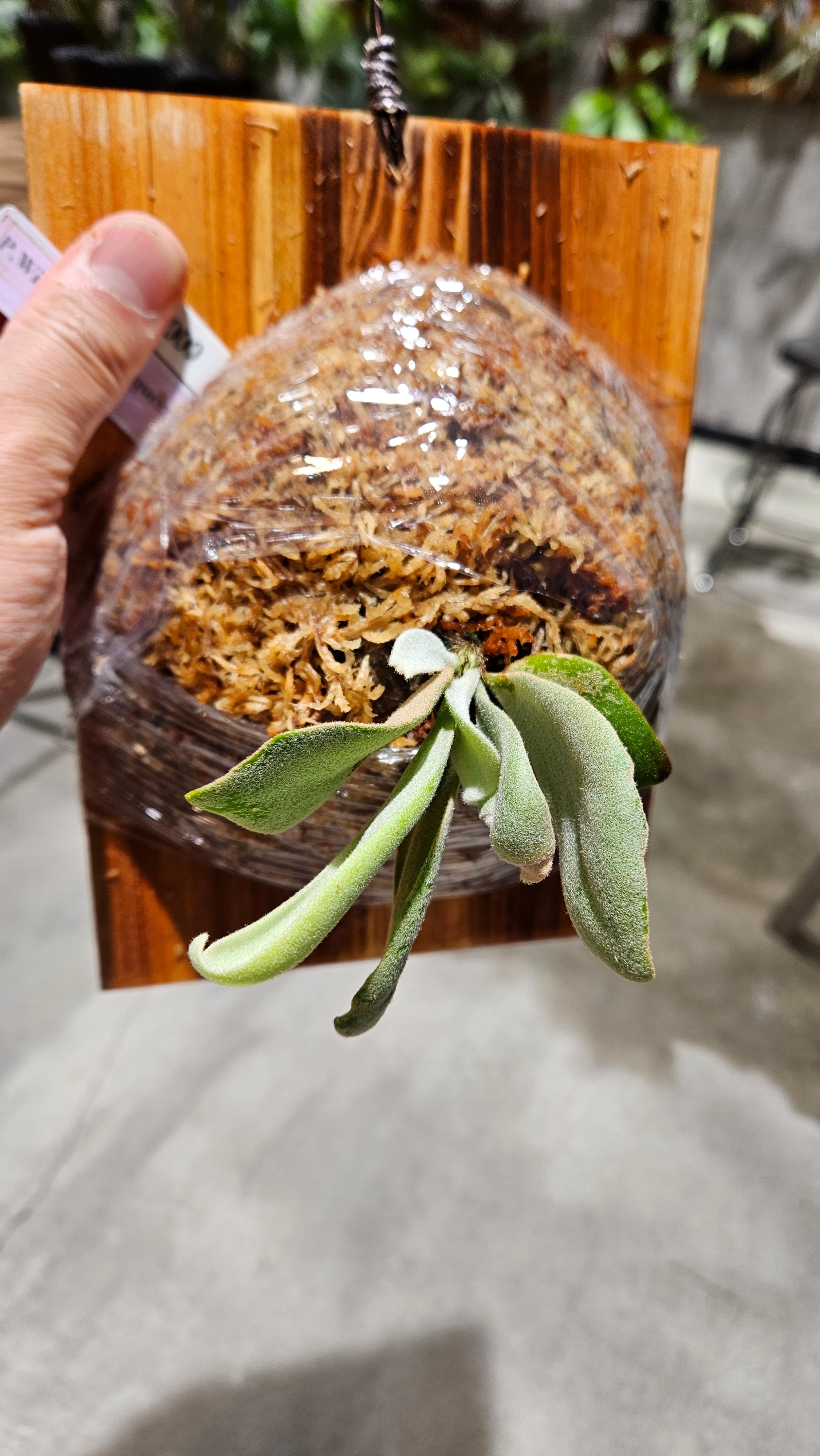 ビカクシダ P.willinckii Pearl Queen OC P.willinckii cv Pearl Queen 【artPLANTs/PLANTS GARAGE