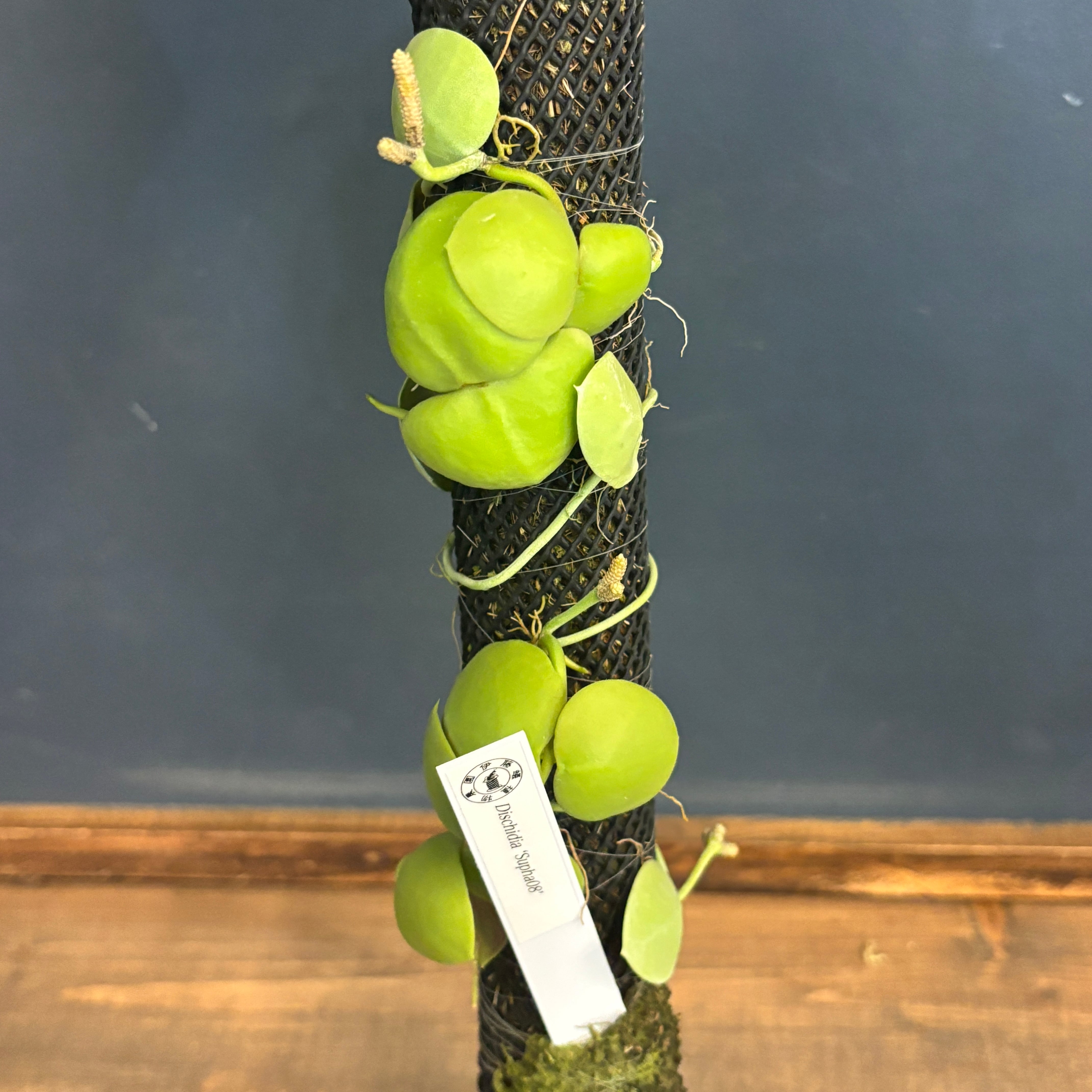 ビカクシダ ジェニー P. willinckii 'Jenny'【542】 | PROTOLEAF