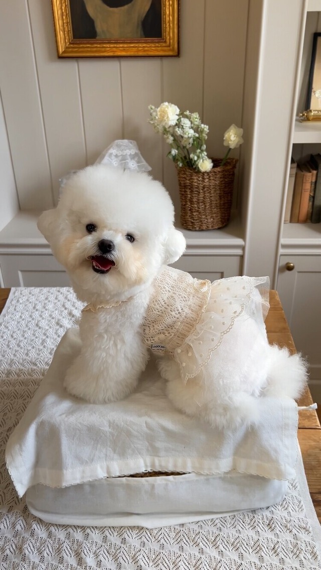 〈即納アイテム〉クロシェドレス Ver.2