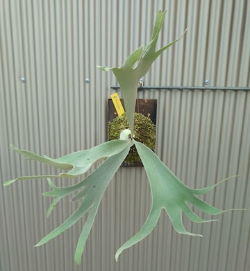 ビカクシダ P.Willinckii しょぼく Jade Girl sp ジェイドガール 